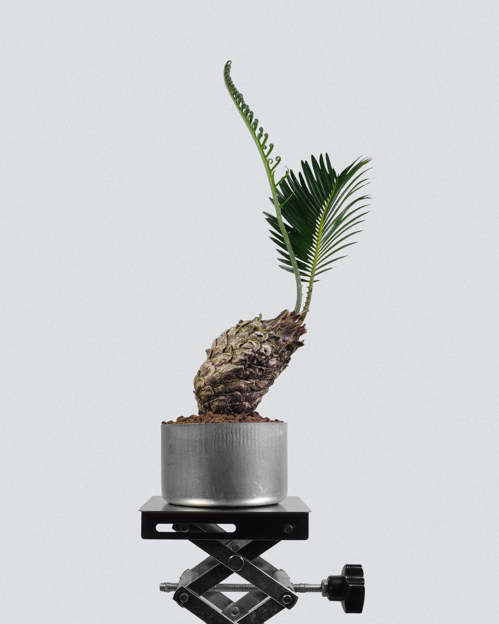 White-Scaled Sago Palm
Cycas revoluta 005