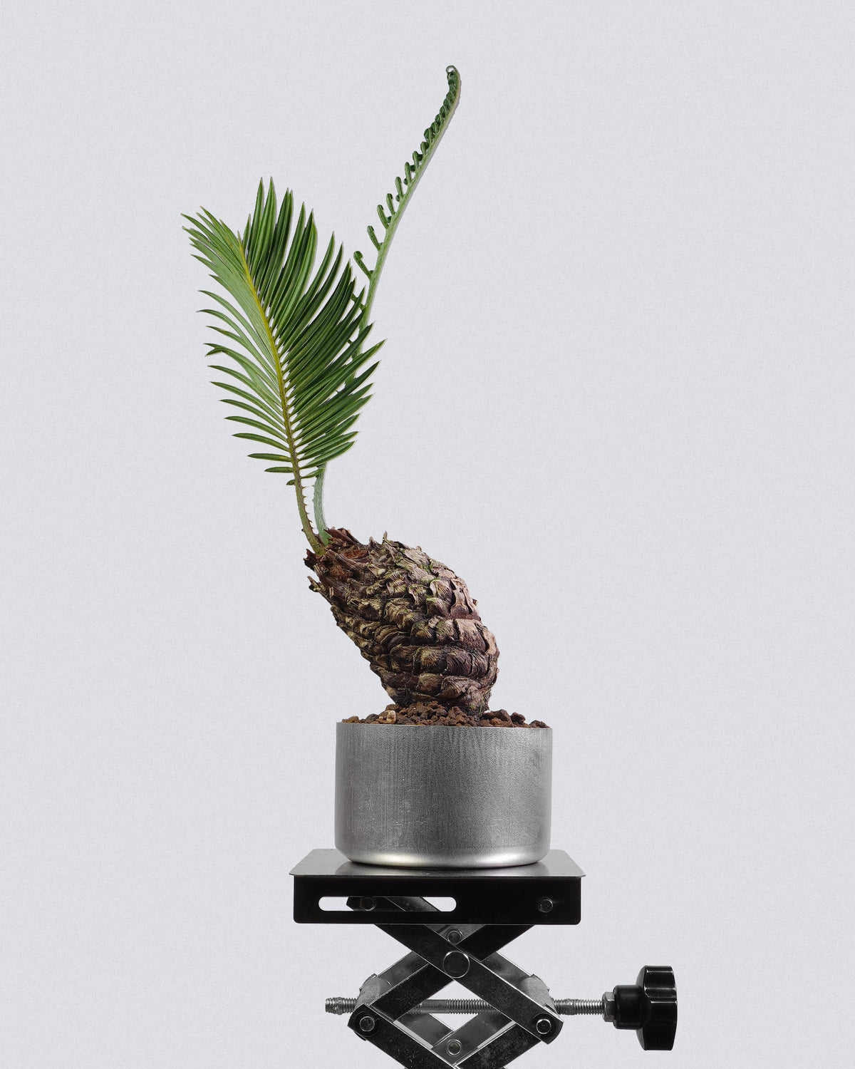 White-Scaled Sago Palm
Cycas revoluta 005