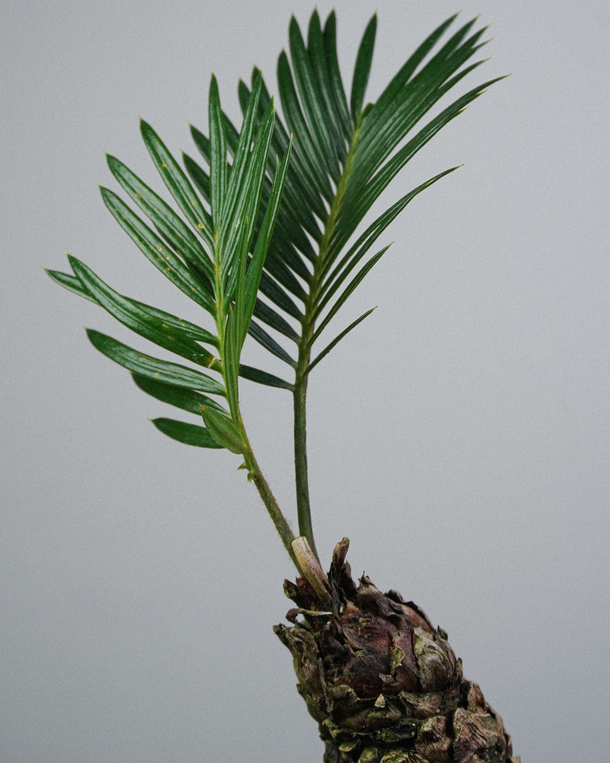 虎皮榕 004