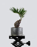 White-Scaled Sago Palm
Cycas revoluta 003