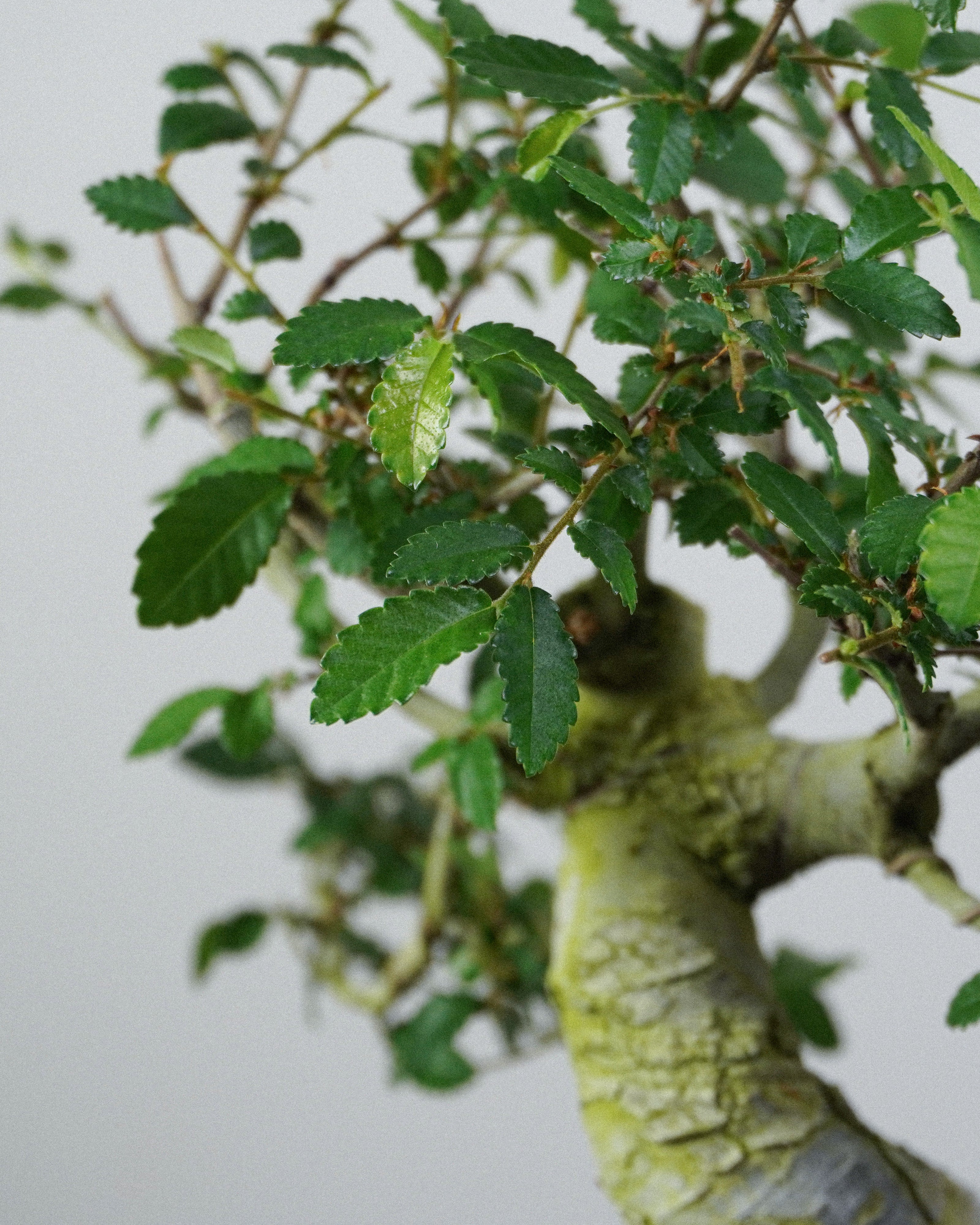 榔榆 Elm Bonsai 翠綠鋸齒狀小巧葉片層次特寫 盆栽香港辦公室植物
