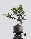 Elm - Bonso