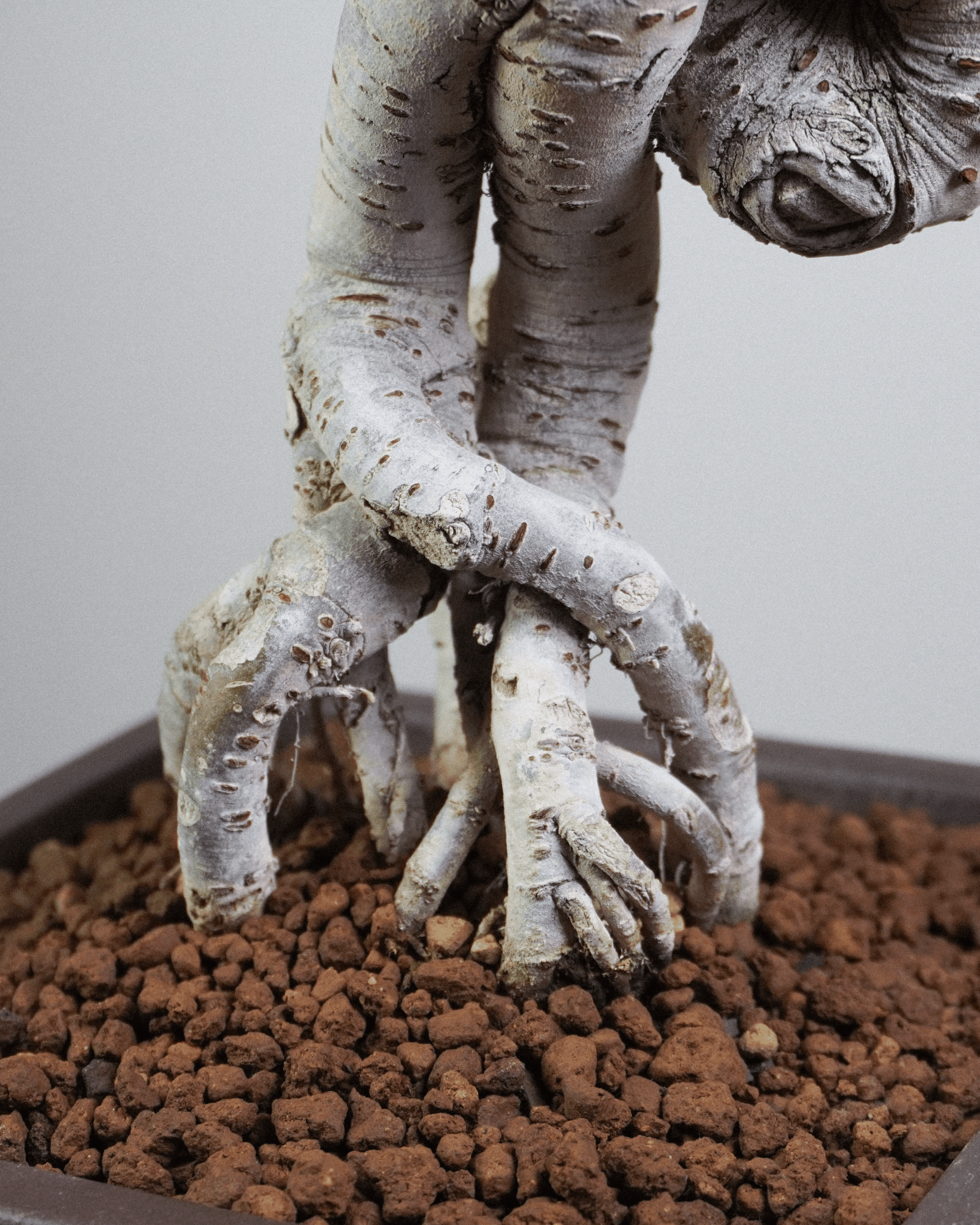 榔榆 Chinese Elm 提根結構與根基抓地力展示 室內盆景 香港