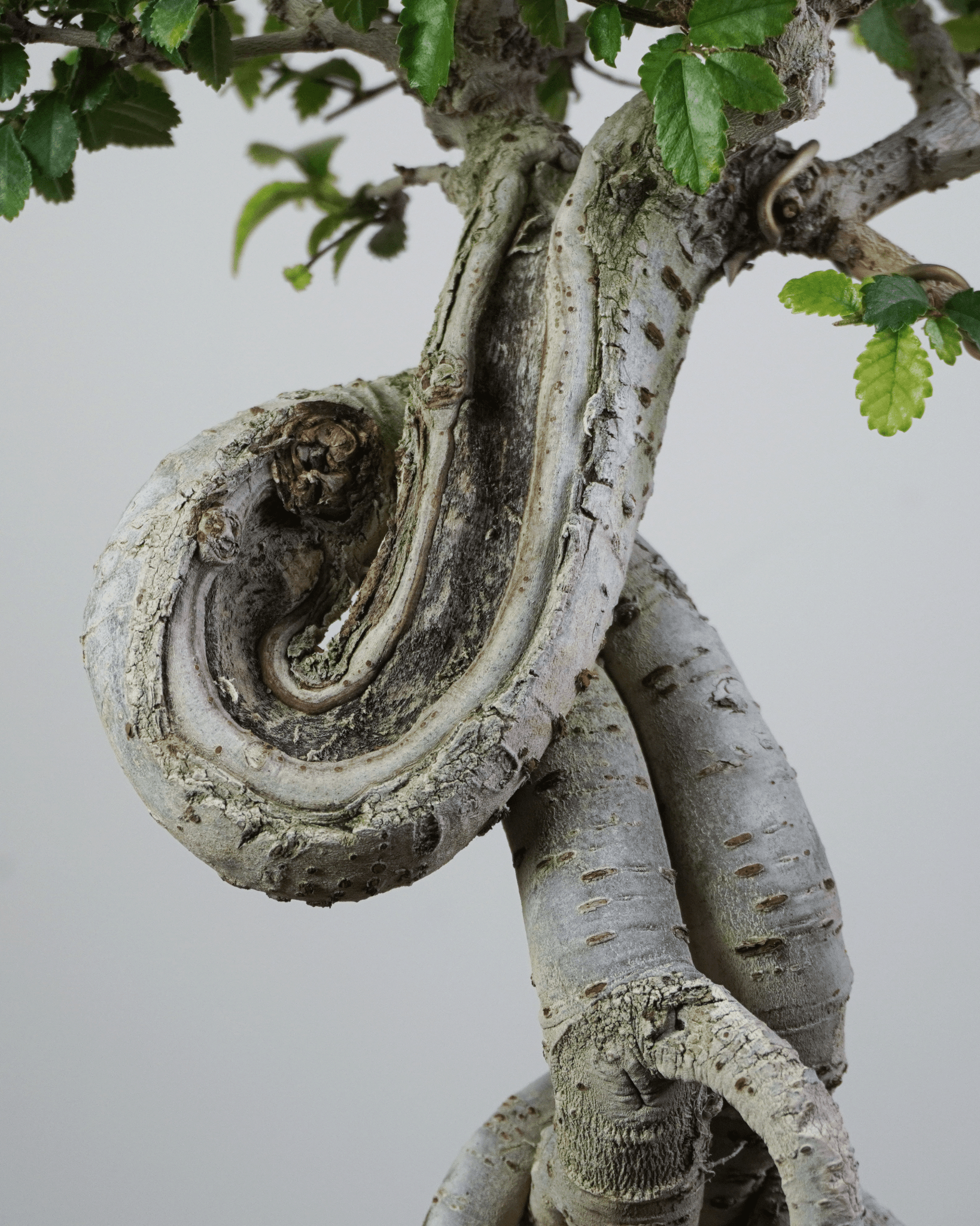 榔榆 Chinese Elm 強烈盤旋幹身與皮殼質感特寫 室內盆景 香港
