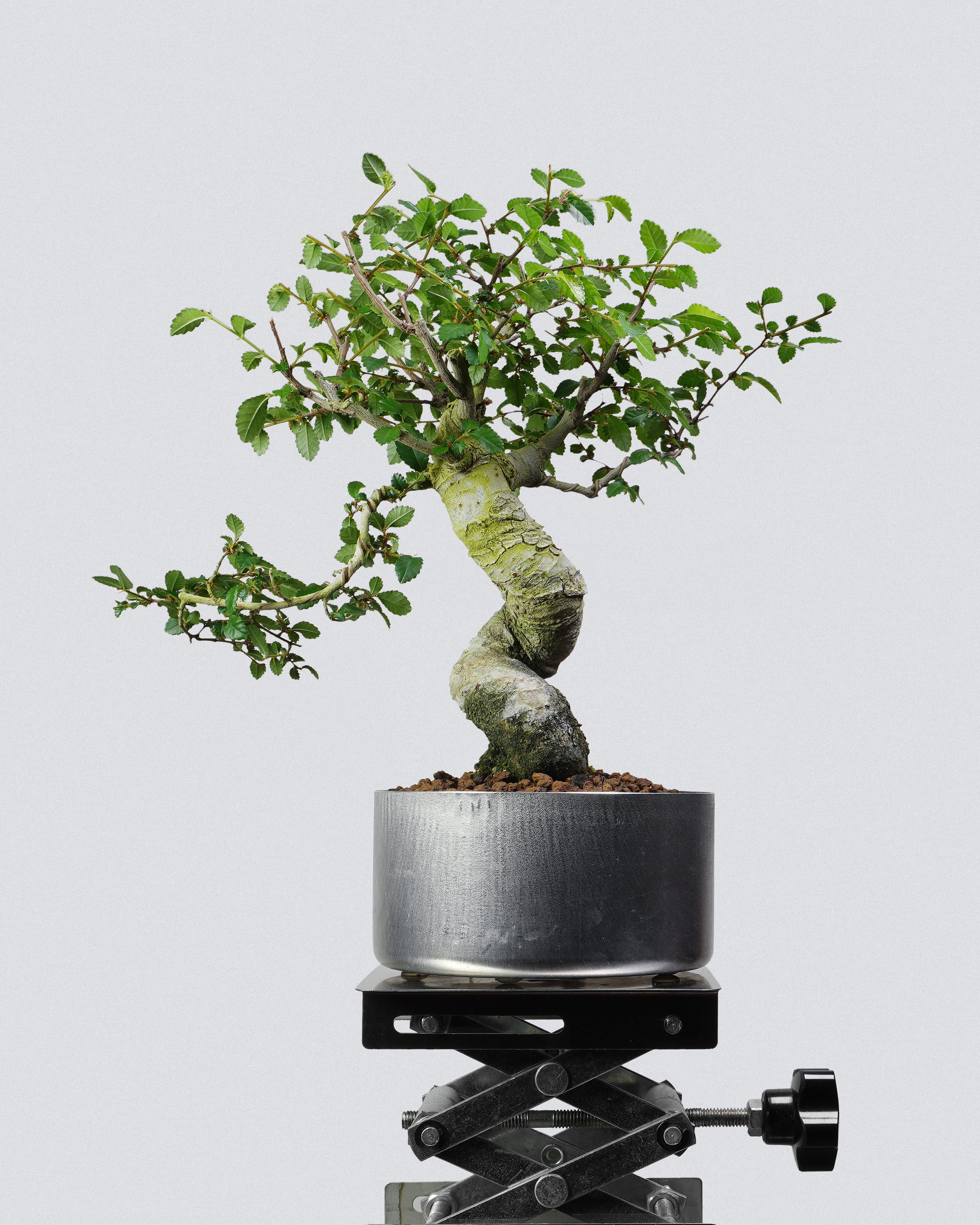 榔榆 Elm Bonsai 蒼勁斜幹樹勢與枝葉分佈展示 盆景香港室內植物