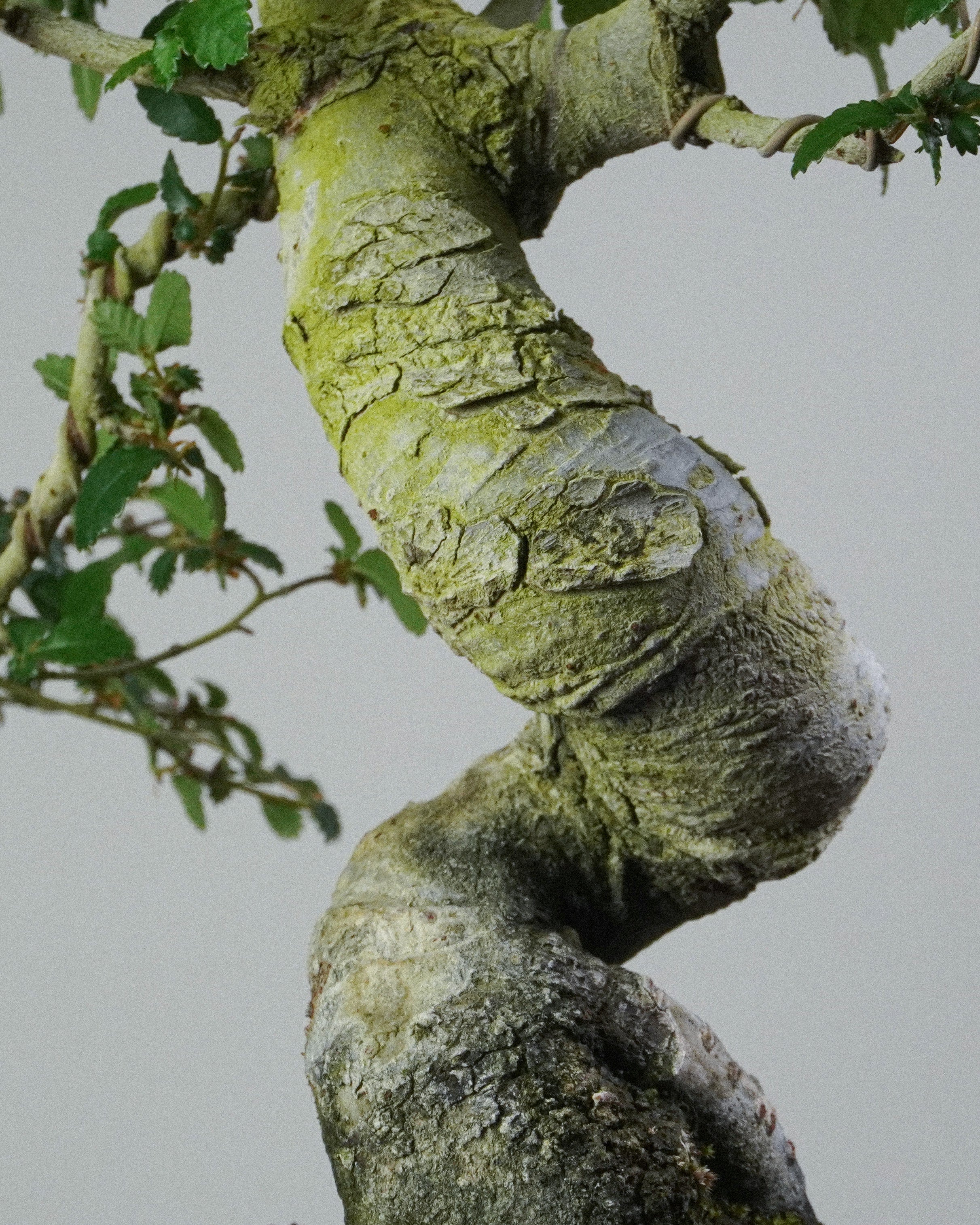 榔榆 Elm Bonsai 螺旋狀扭曲樹幹與青苔質感特寫 盆栽香港室內植物