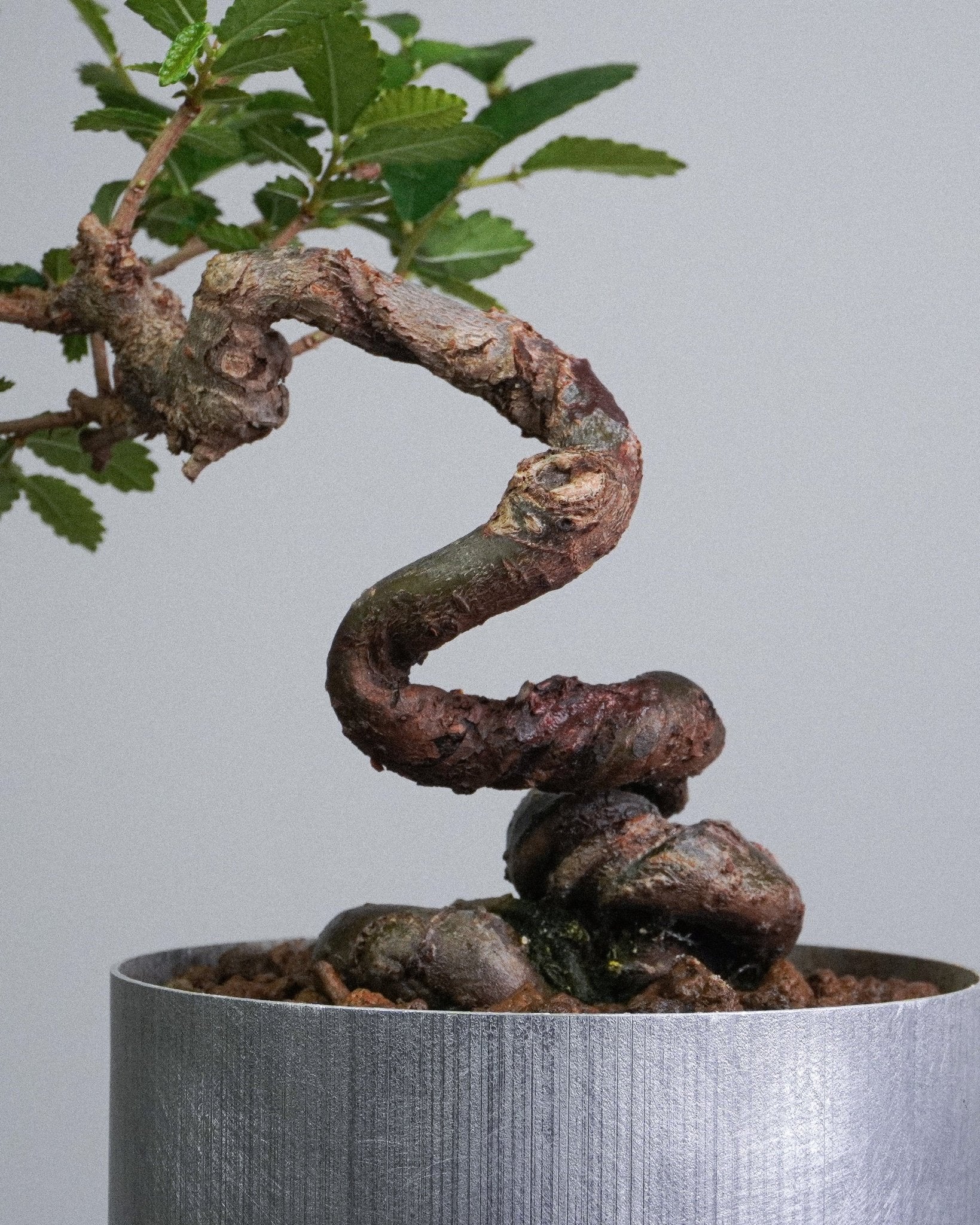 Elm - Bonso