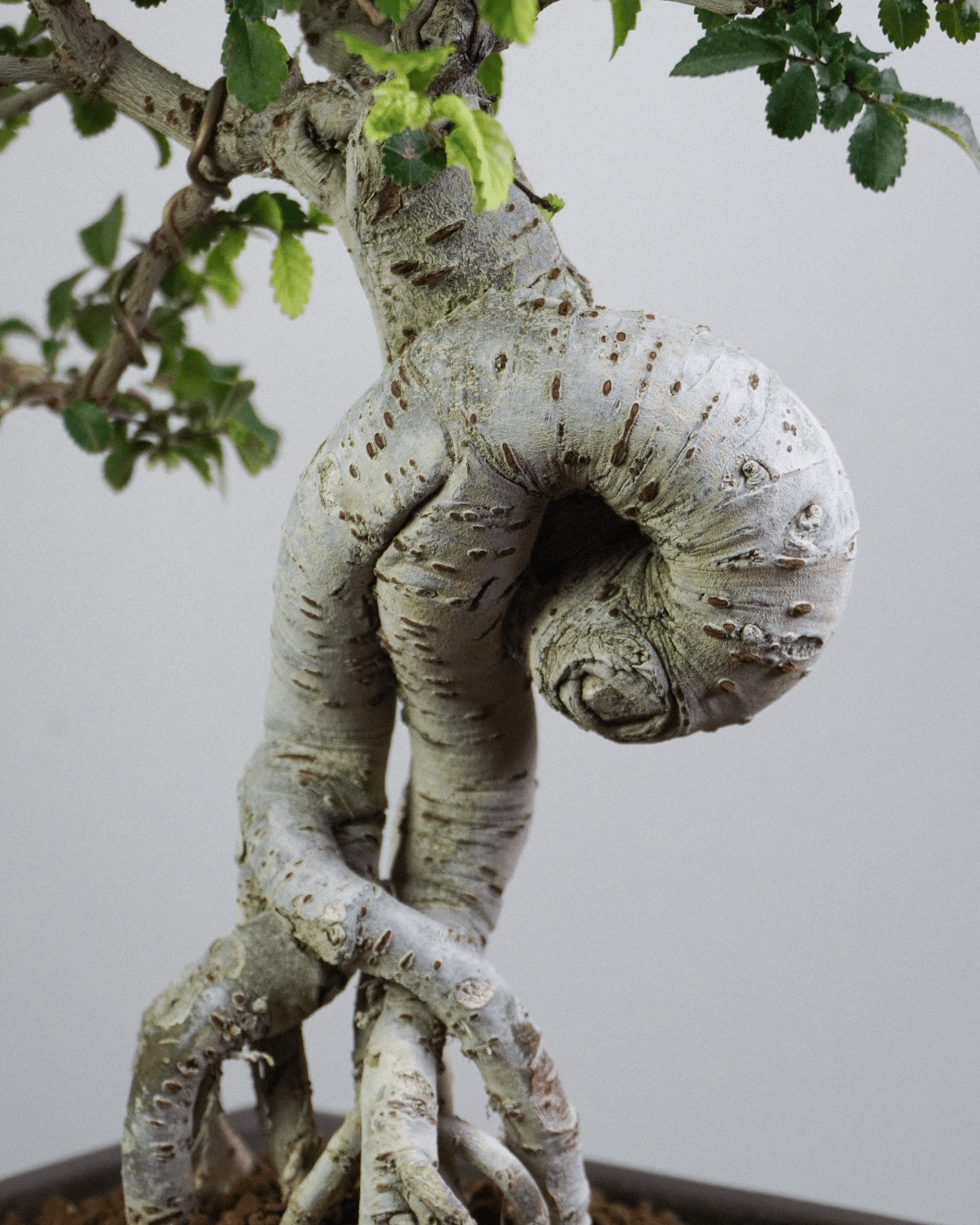 榔榆 Chinese Elm 樹幹白化紋理與蒼勁形態細節 盆景藝術