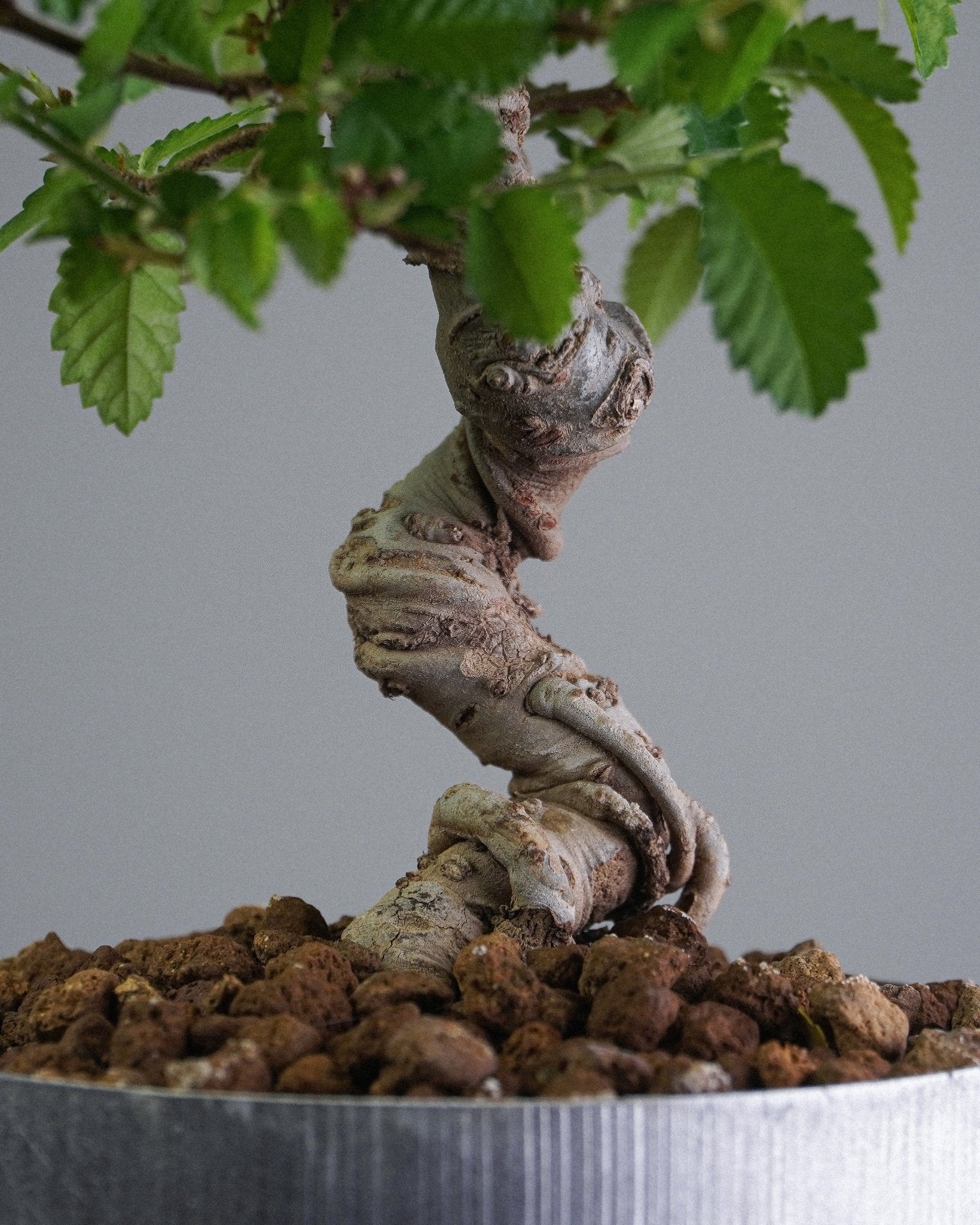 Elm - Bonso