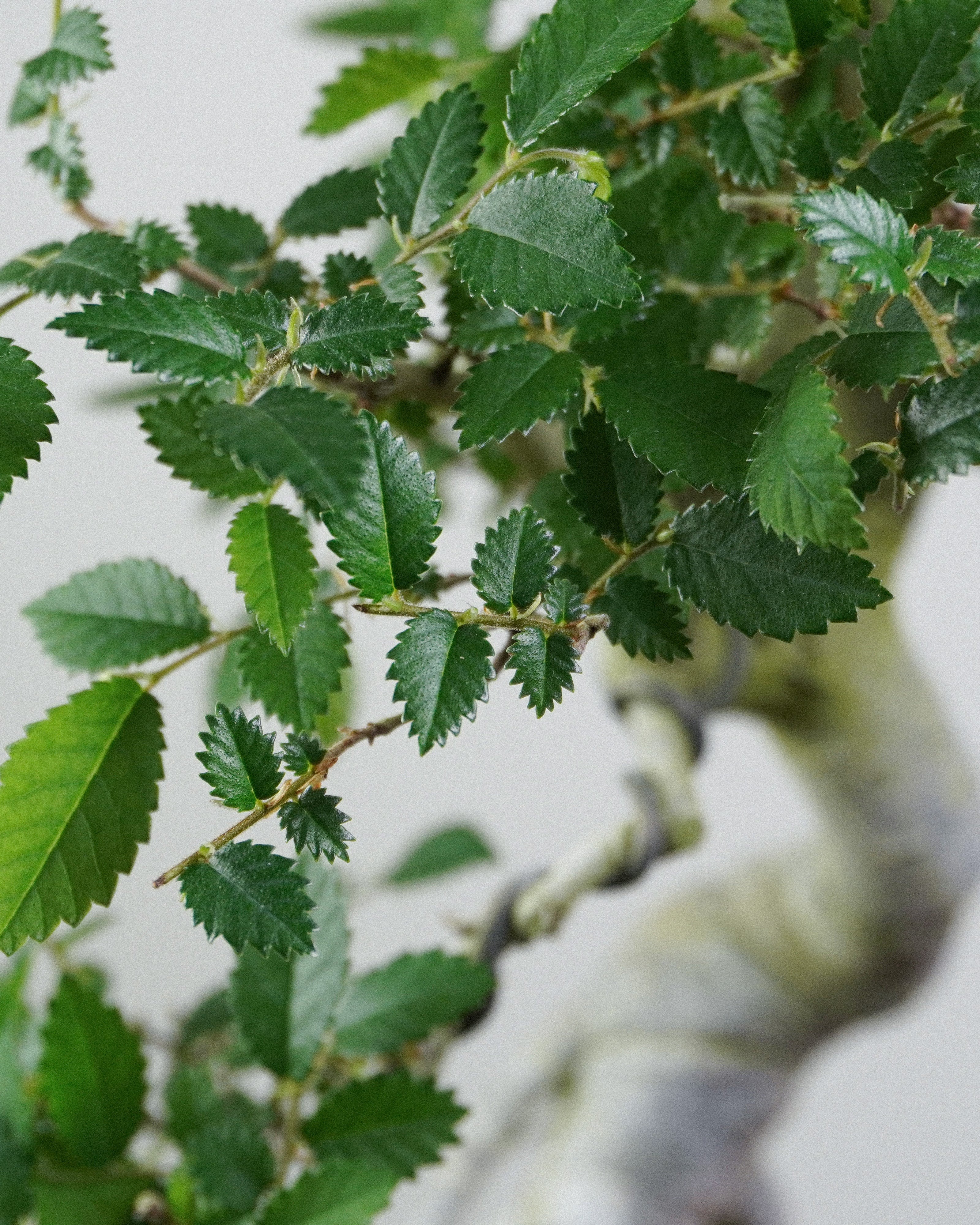 榔榆 Elm Bonsai 強烈螺旋狀幹身與皮殼質感特寫 盆栽香港辦公室植物
