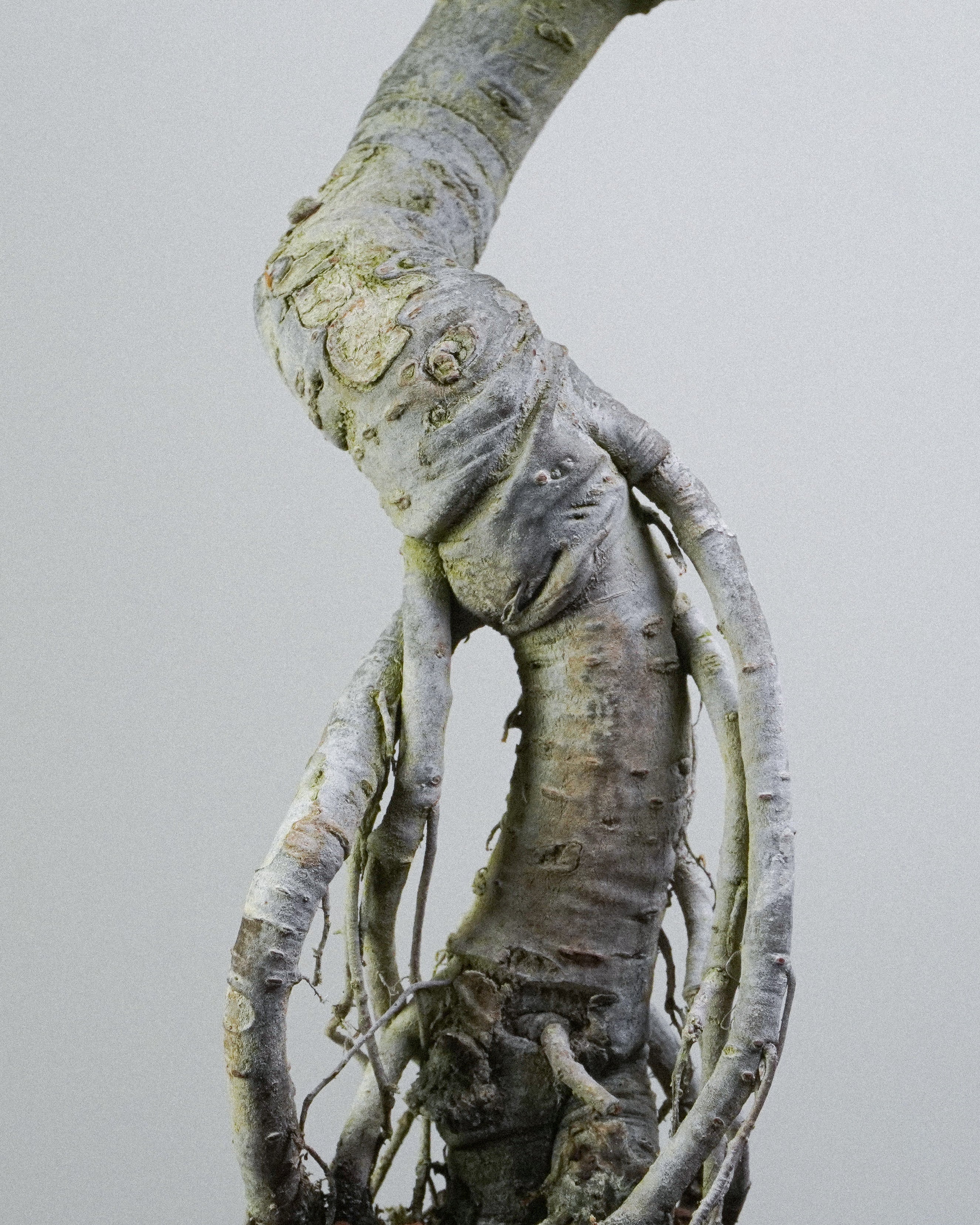 榔榆 Elm Bonsai 翠綠鋸齒狀小巧葉片層次展示 盆景香港室內植物