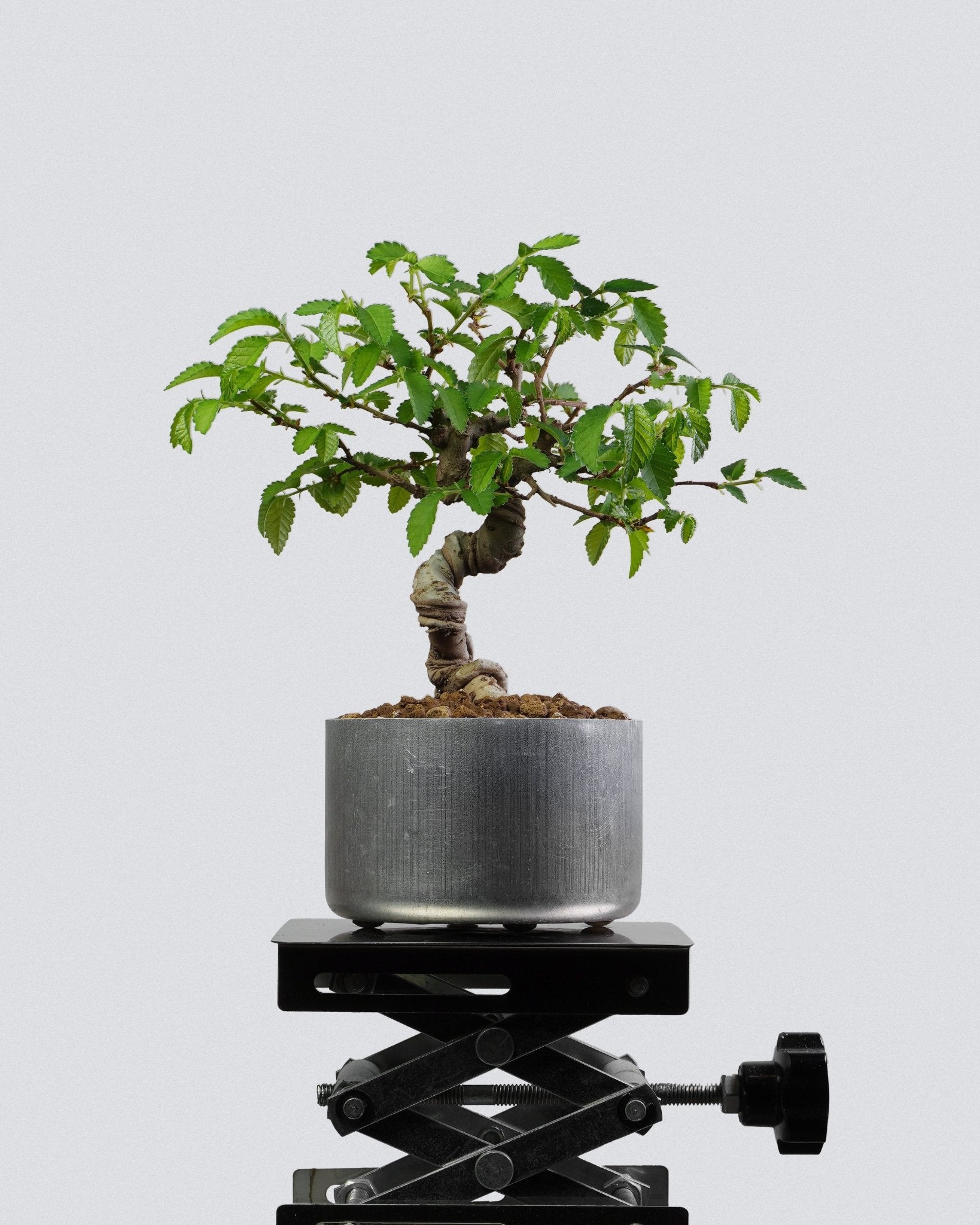Elm - Bonso