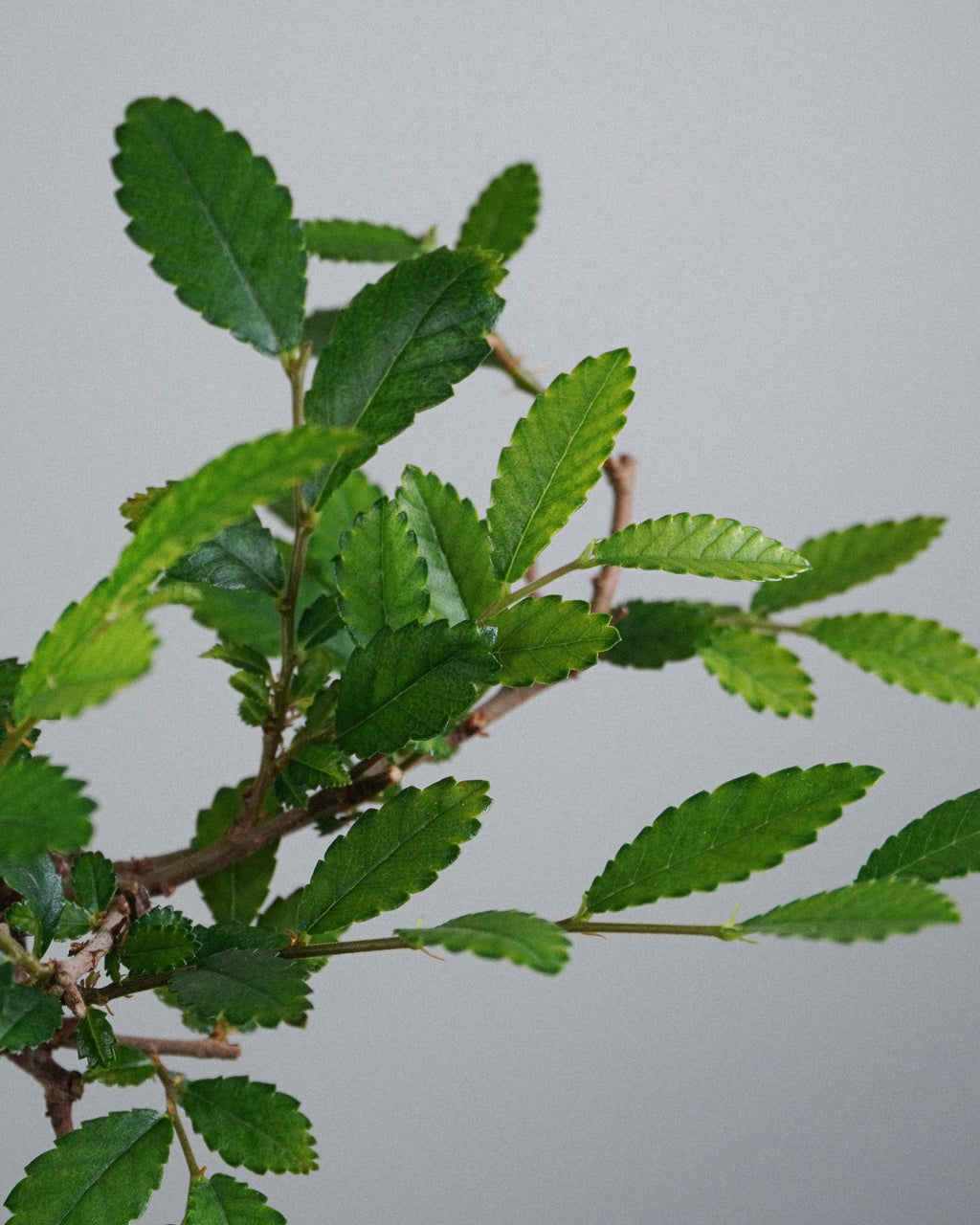 Elm - Bonso