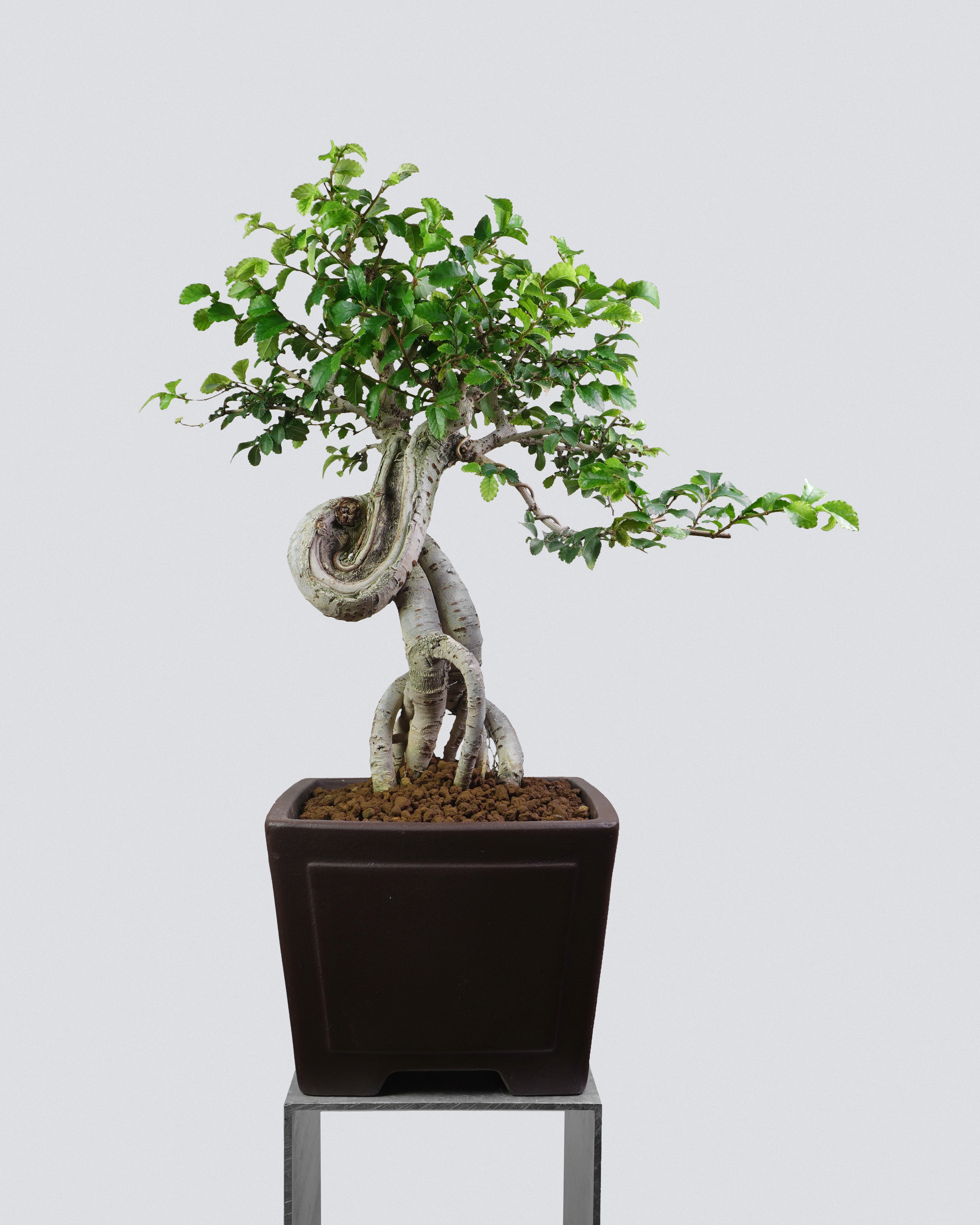 榔榆 Chinese Elm 盤旋扭幹提根造型配深啡方盆 迷你小品盆景香港