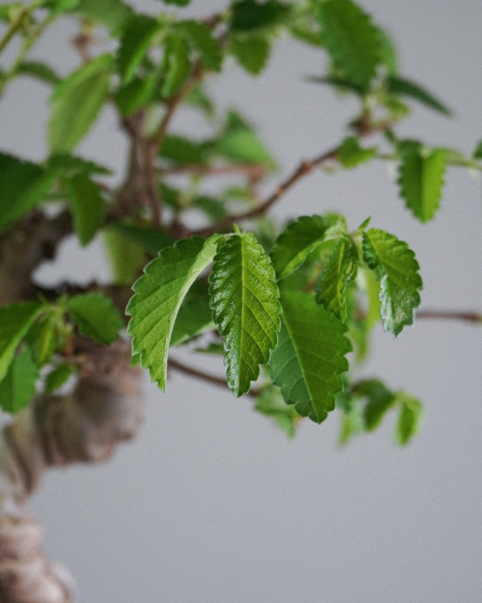Elm - Bonso