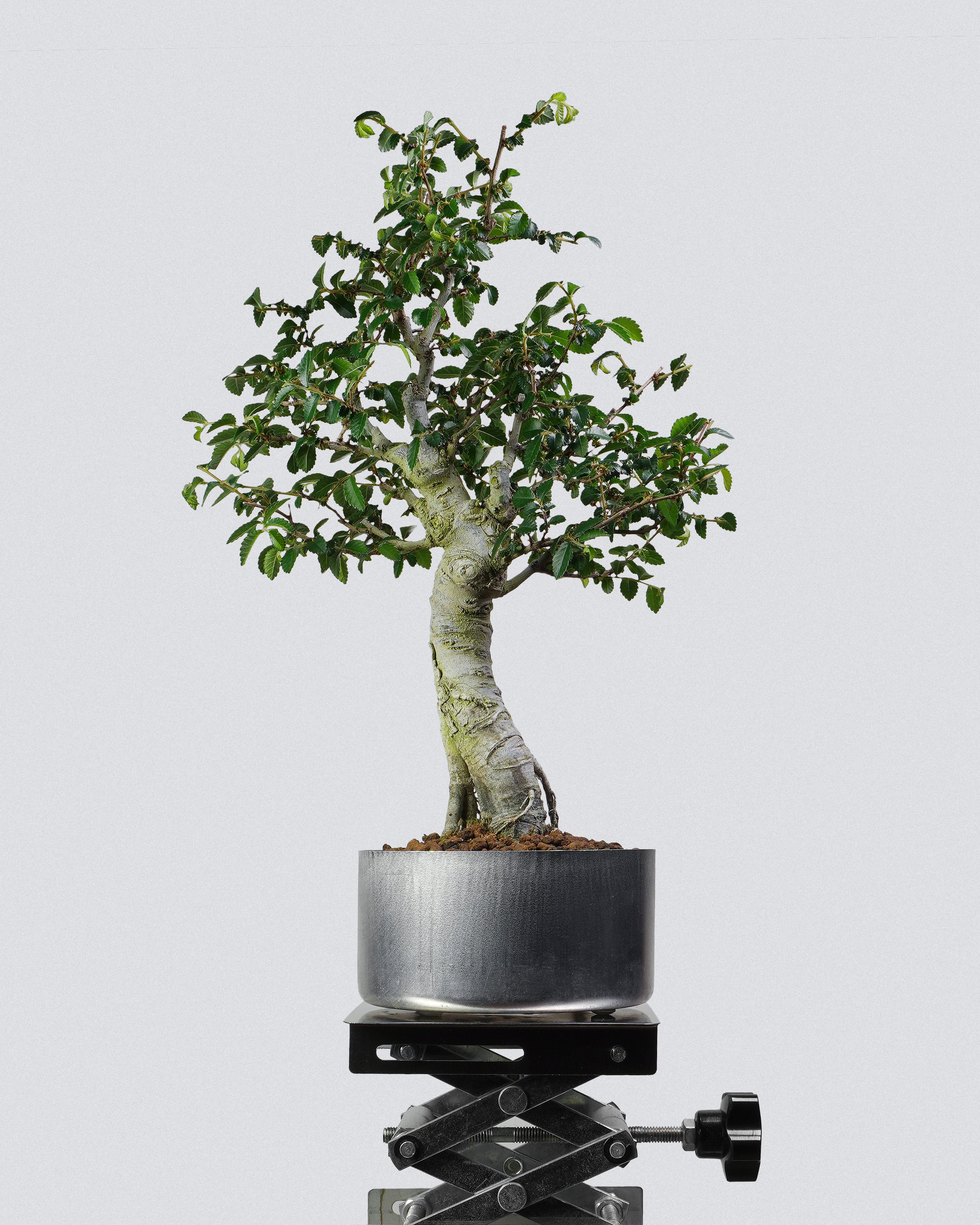 榔榆 Elm Bonsai 蒼勁直幹樹勢配銀色圓盆 盆景香港辦公室植物