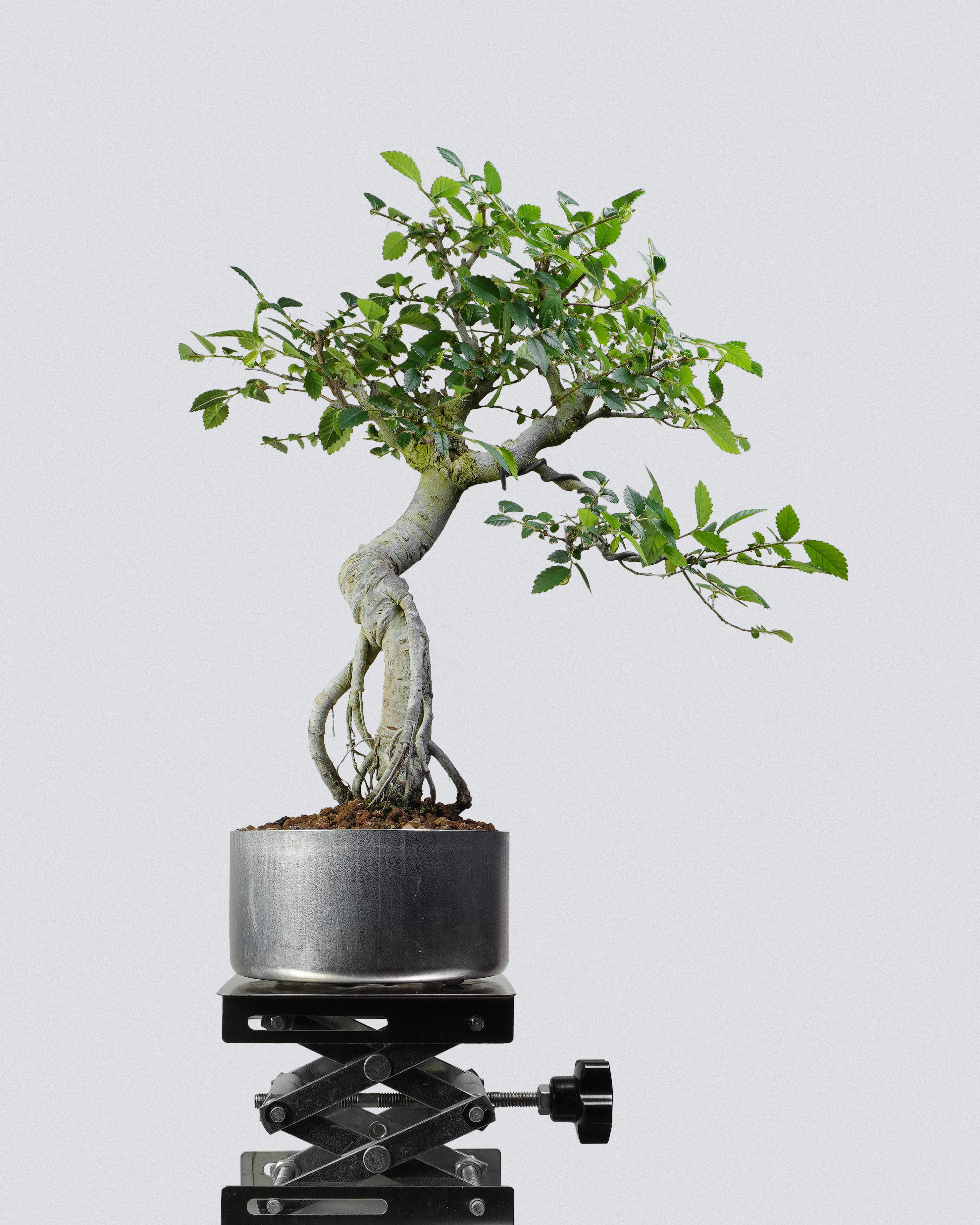 榔榆 Elm Bonsai 蒼勁樹冠與扭曲主幹結構展示 盆景香港室內植物
