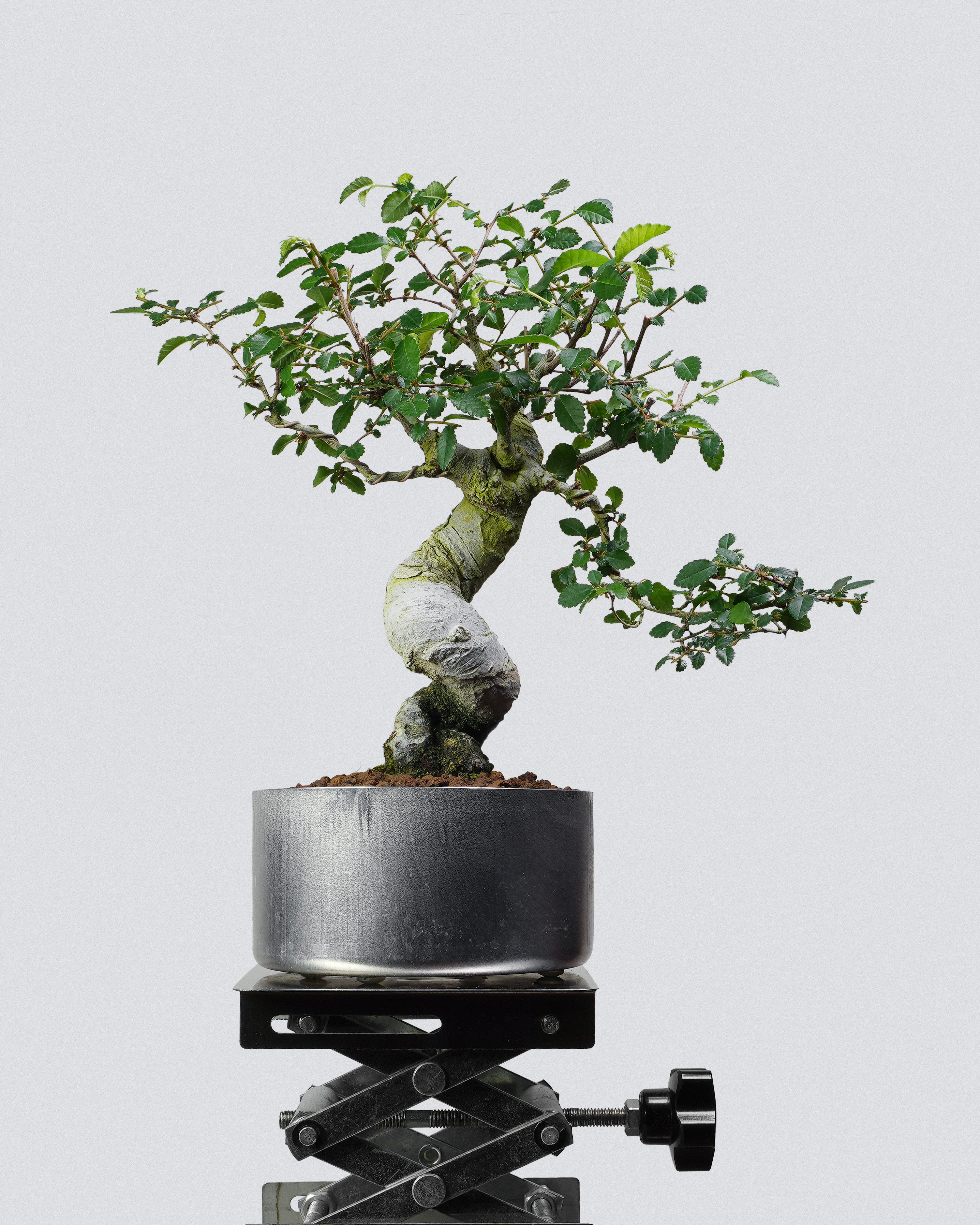 榔榆 Elm Bonsai S型扭幹提根造型配銀色圓盆 盆景香港辦公室植物