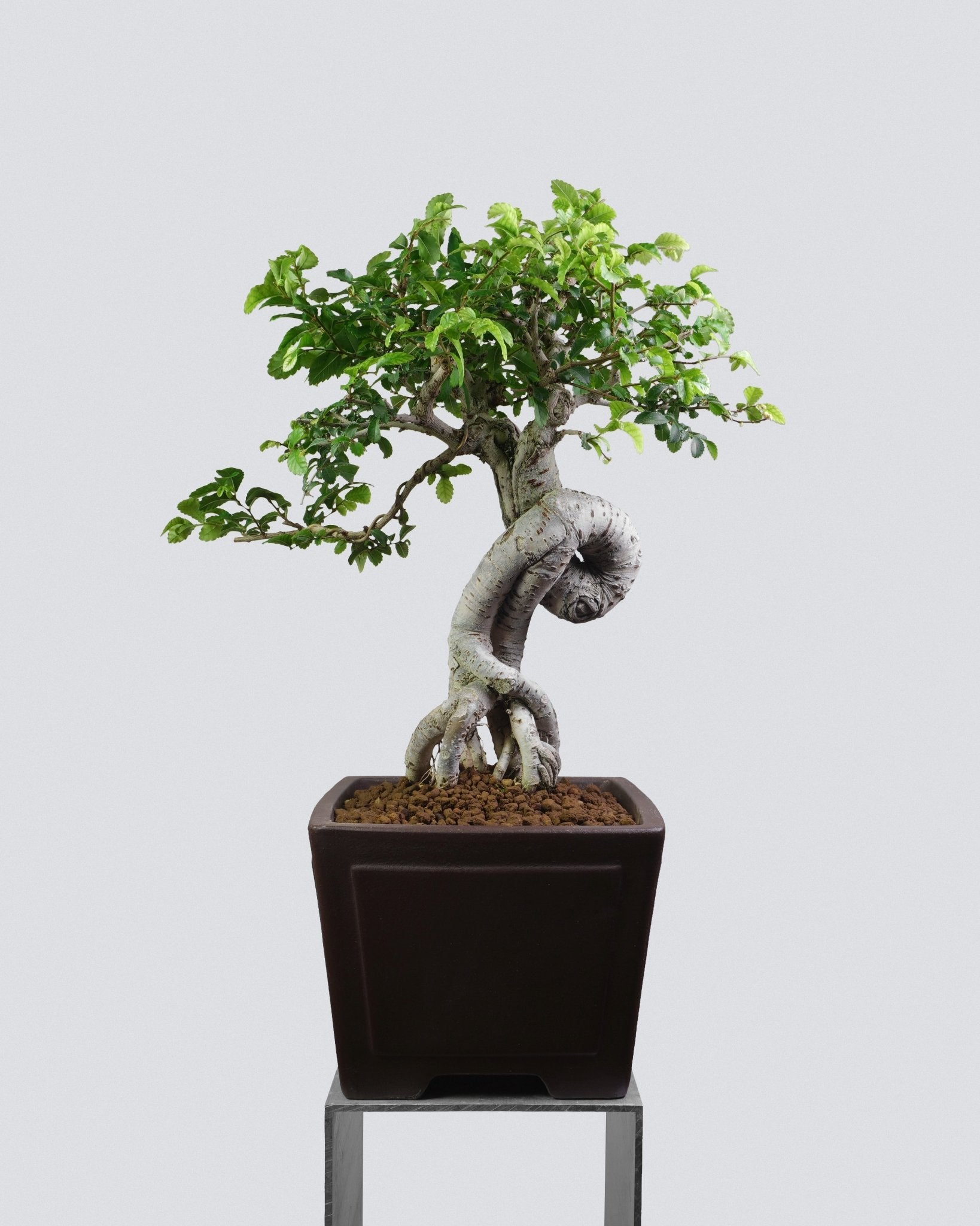 榔榆 Chinese Elm 蒼勁樹冠與S型主幹結構展示 迷你小品盆景香港