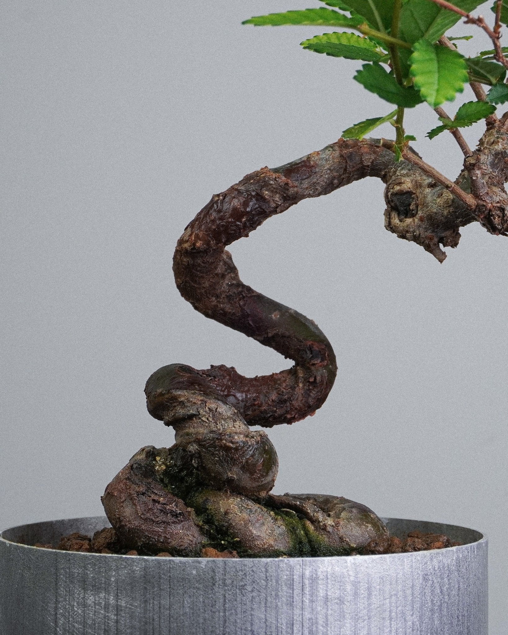 Elm - Bonso