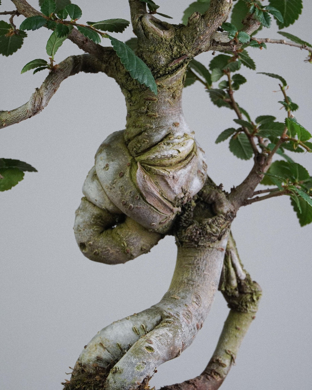 Elm - Bonso