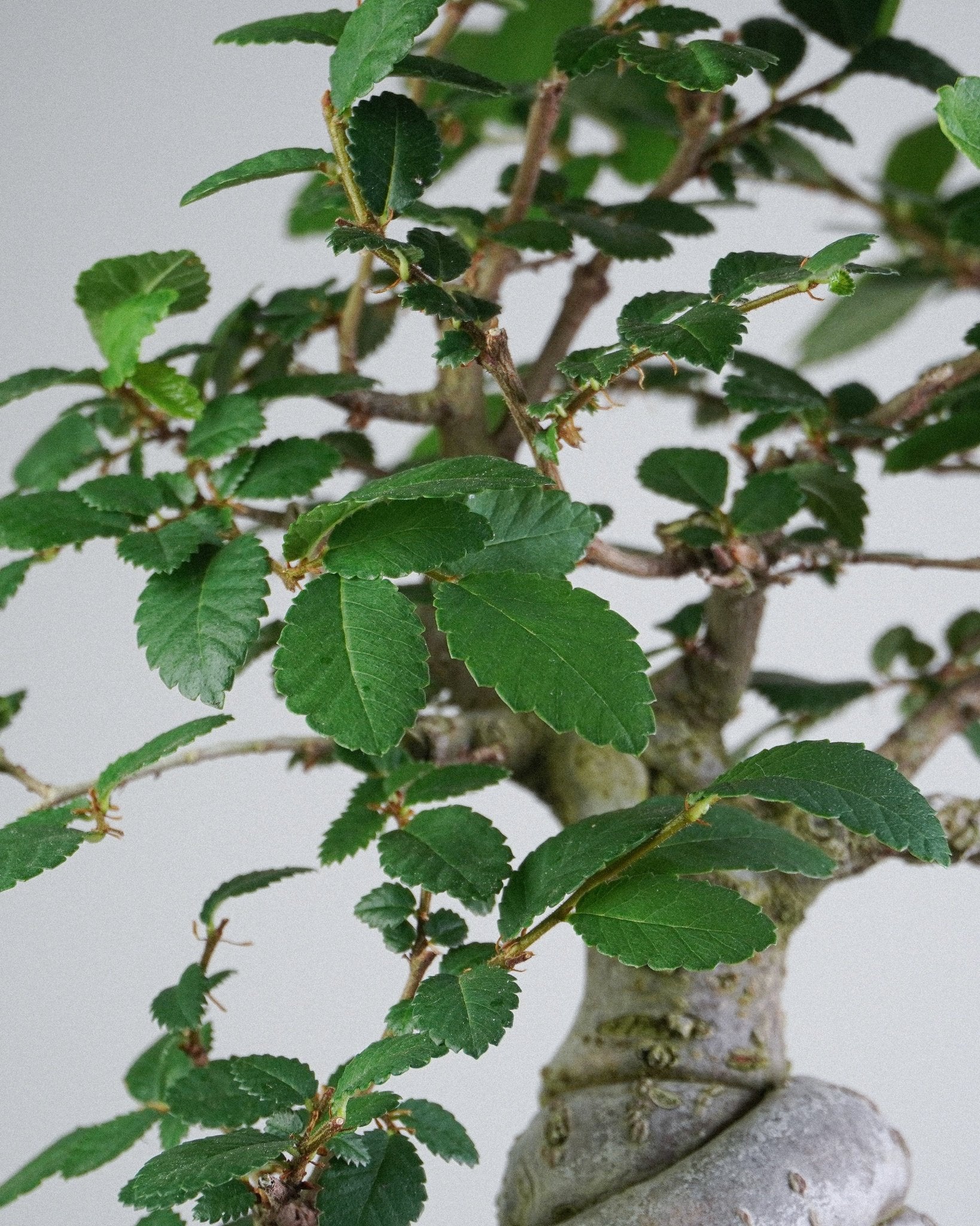 Elm - Bonso
