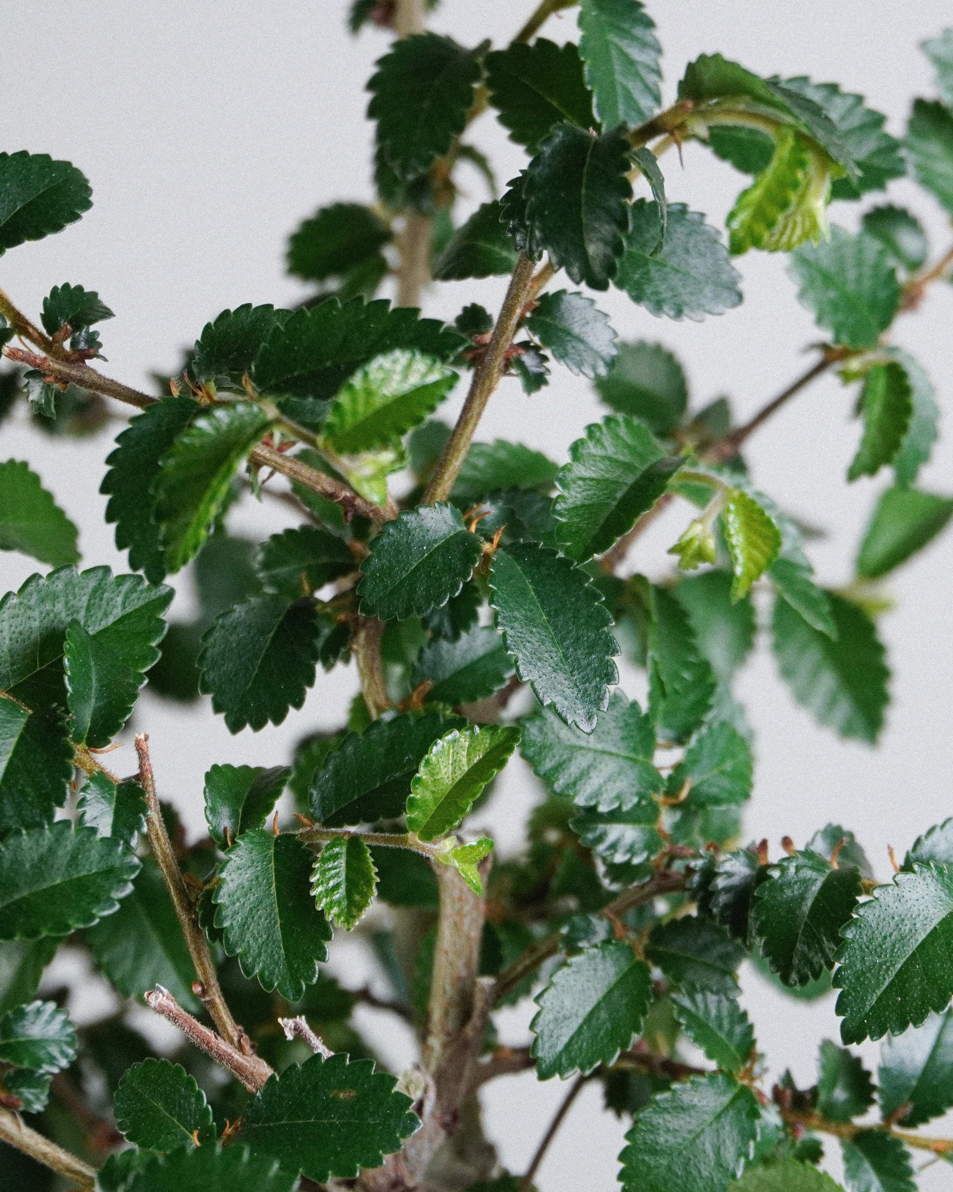 榔榆 Elm Bonsai 翠綠帶鋸齒小巧葉片層次特寫 盆栽香港辦公室植物