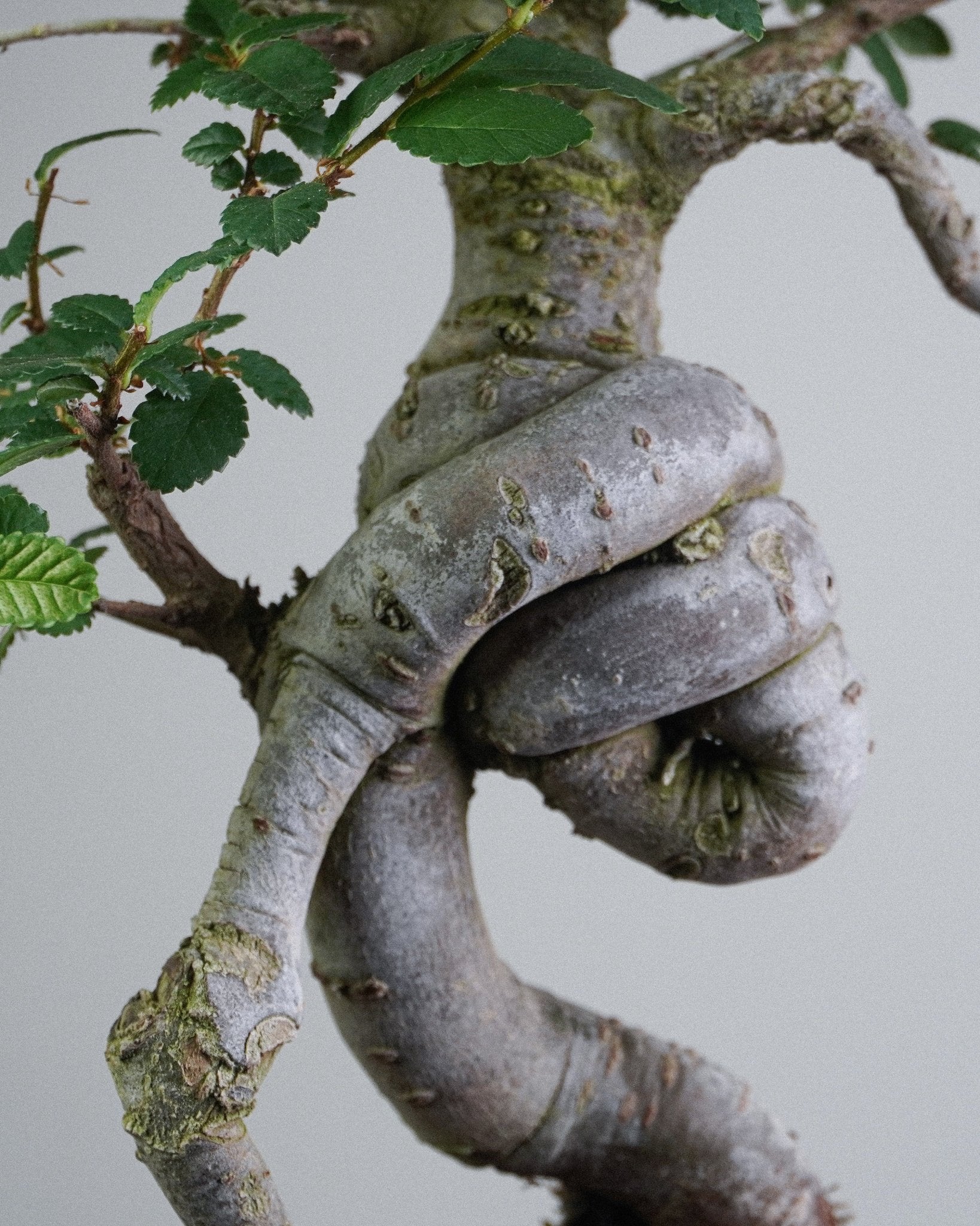 Elm - Bonso