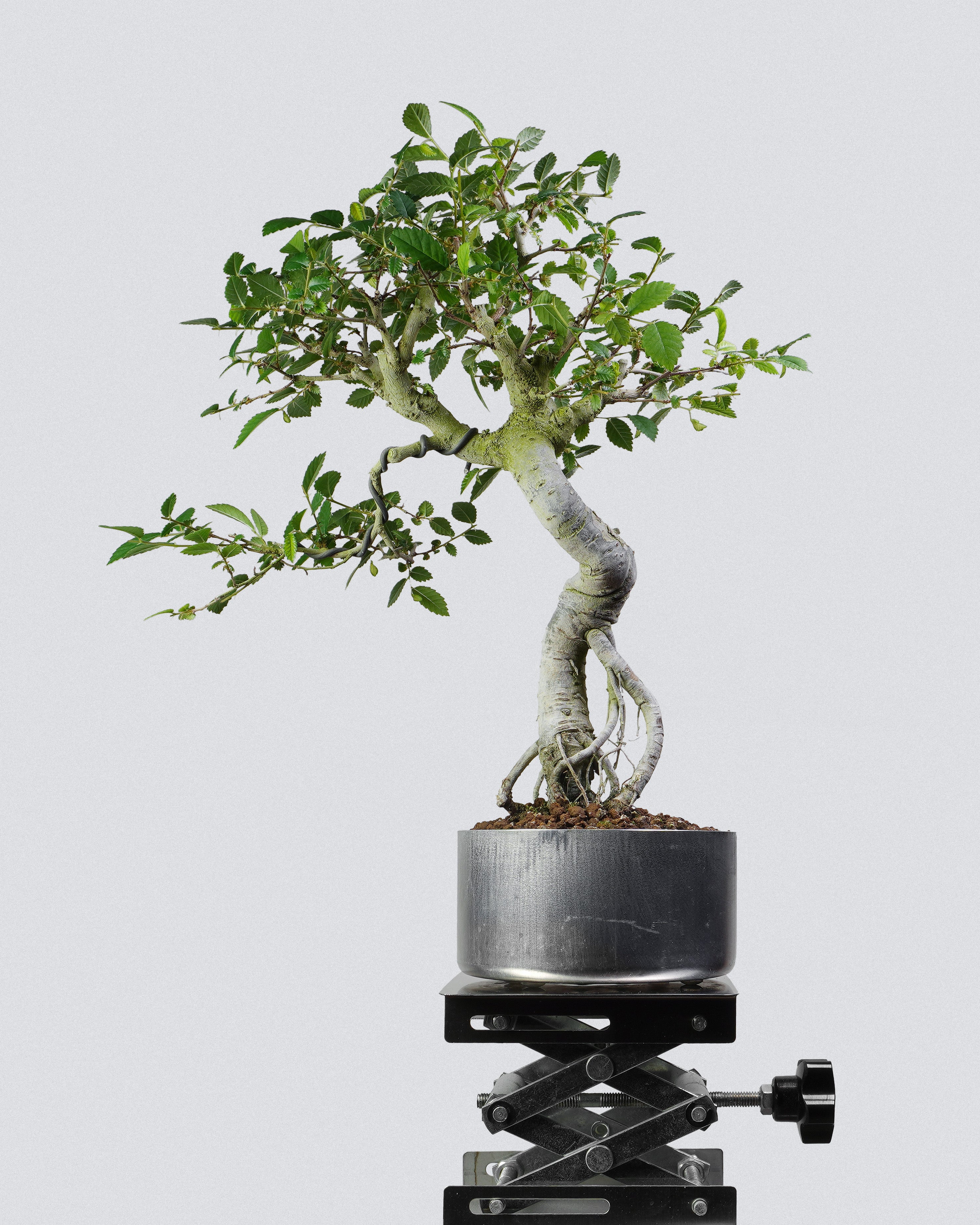 榔榆 Elm Bonsai 盤旋扭幹提根造型配深色圓盆 盆景香港辦公室植物