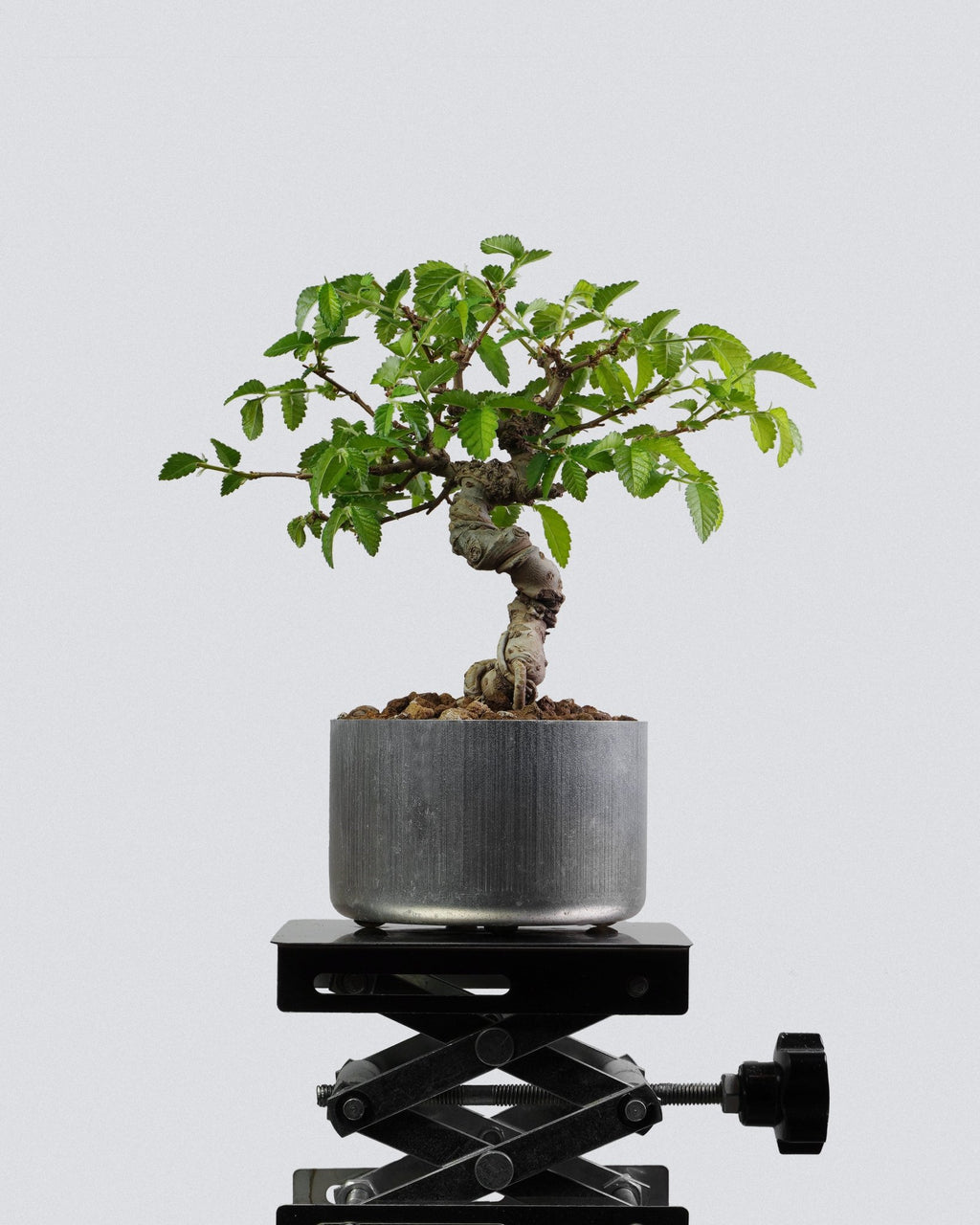Elm - Bonso