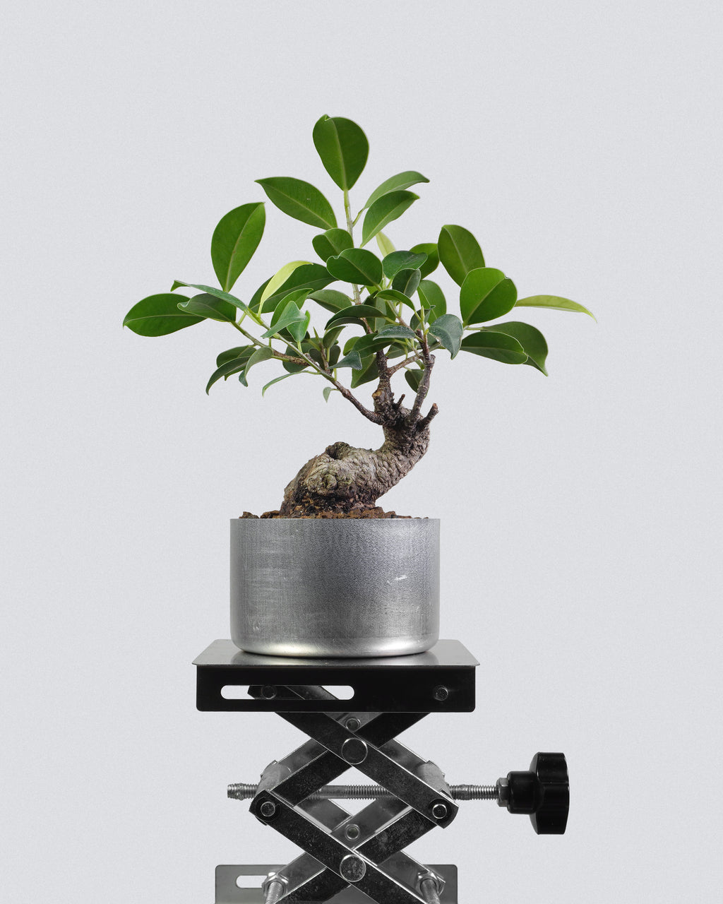 Ficus microcarpa ‘Tiger Bark’ 003