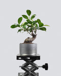 Ficus microcarpa ‘Tiger Bark’ 003