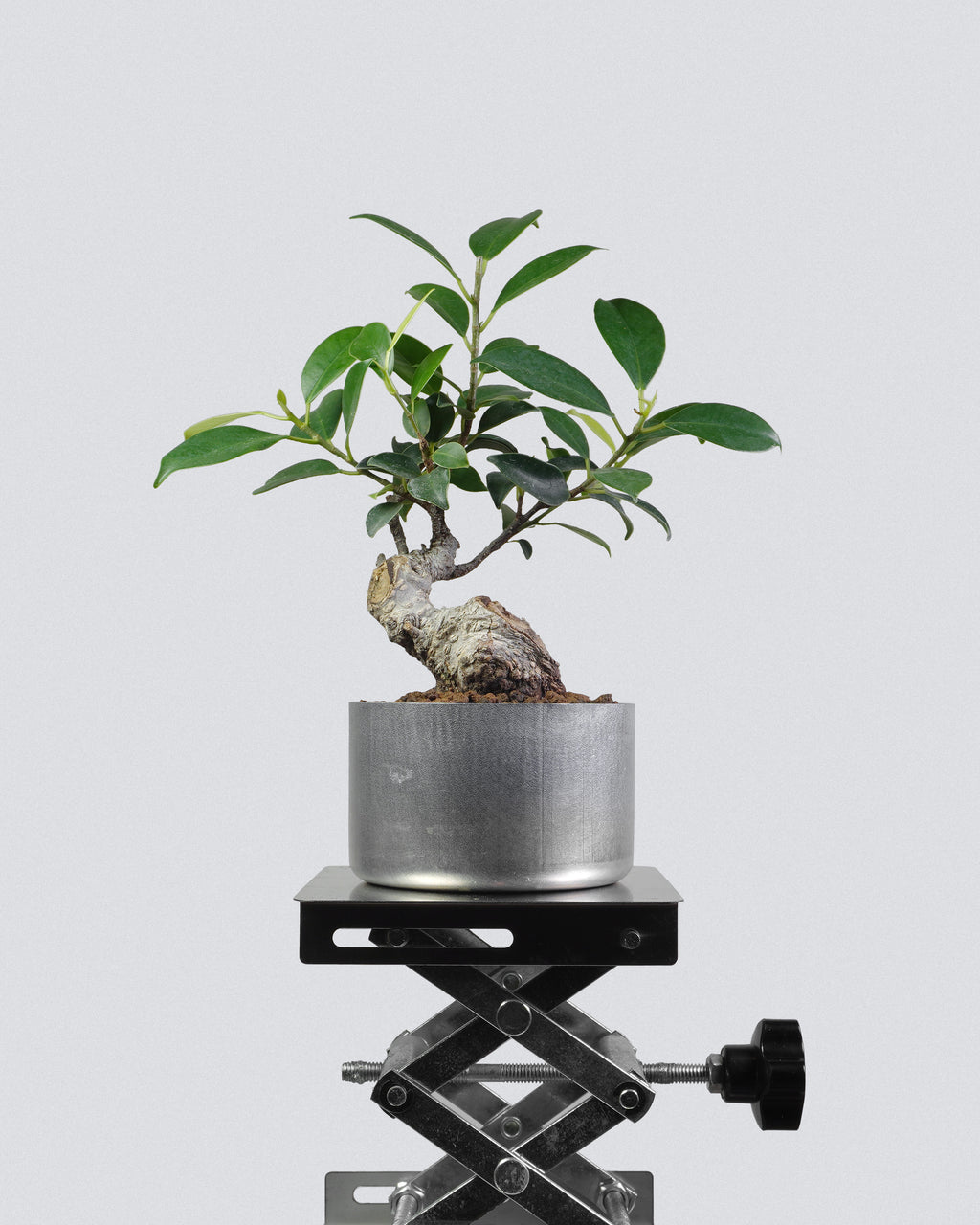 Ficus microcarpa ‘Tiger Bark’ 003
