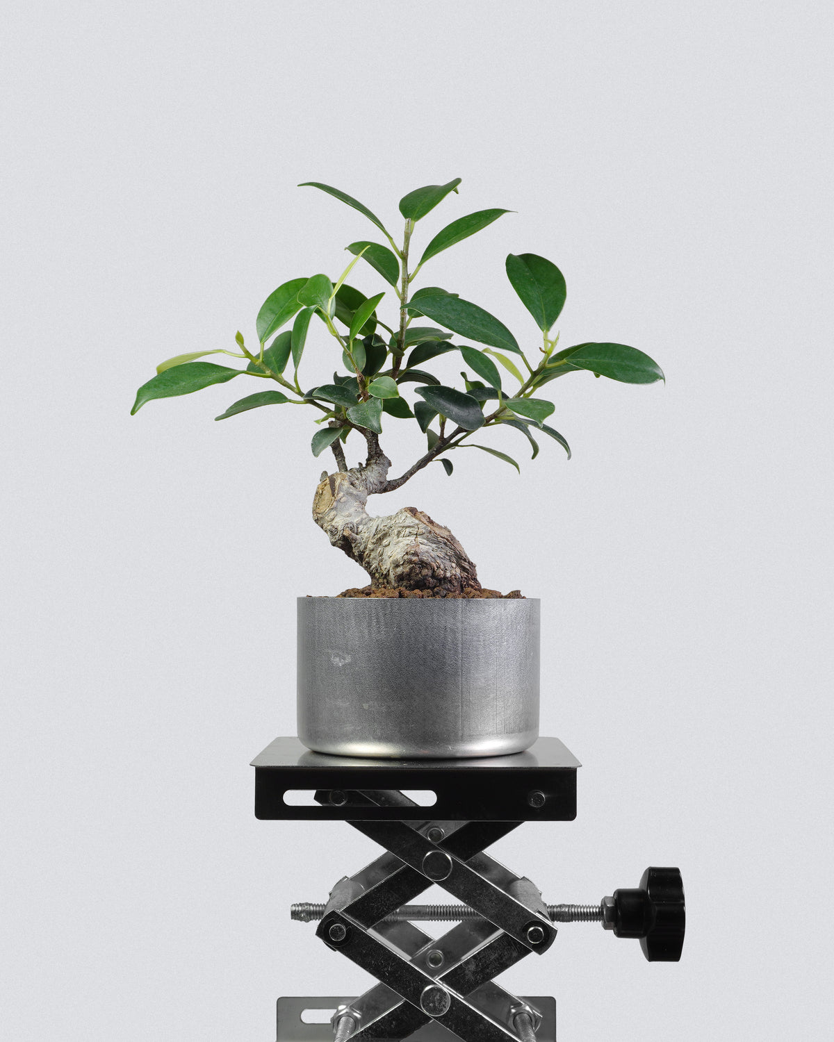Ficus microcarpa ‘Tiger Bark’ 003