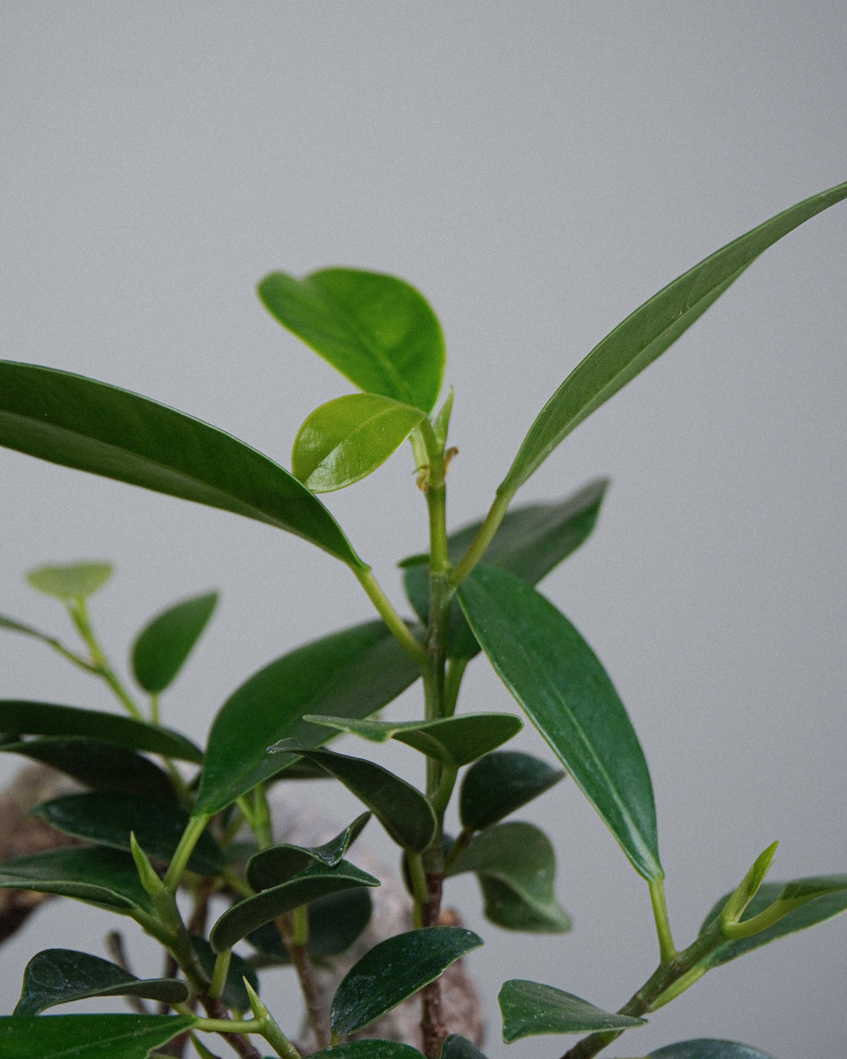虎皮榕 004