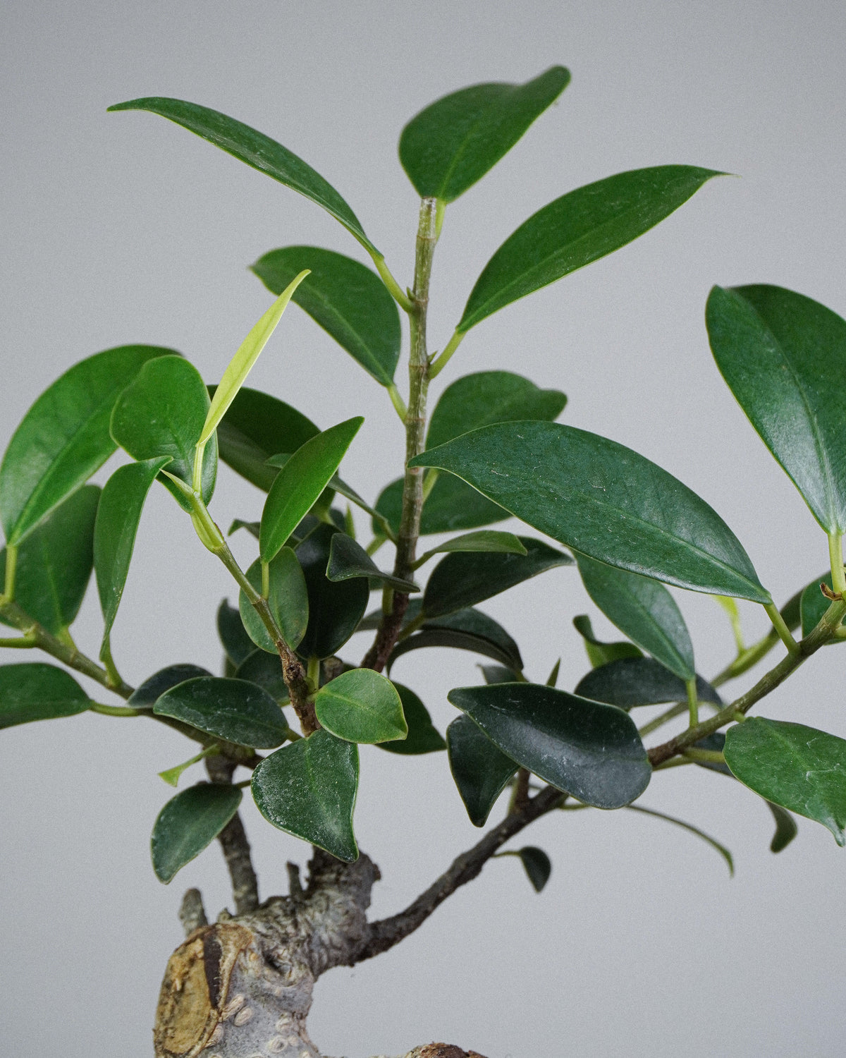 Ficus microcarpa ‘Tiger Bark’ 003