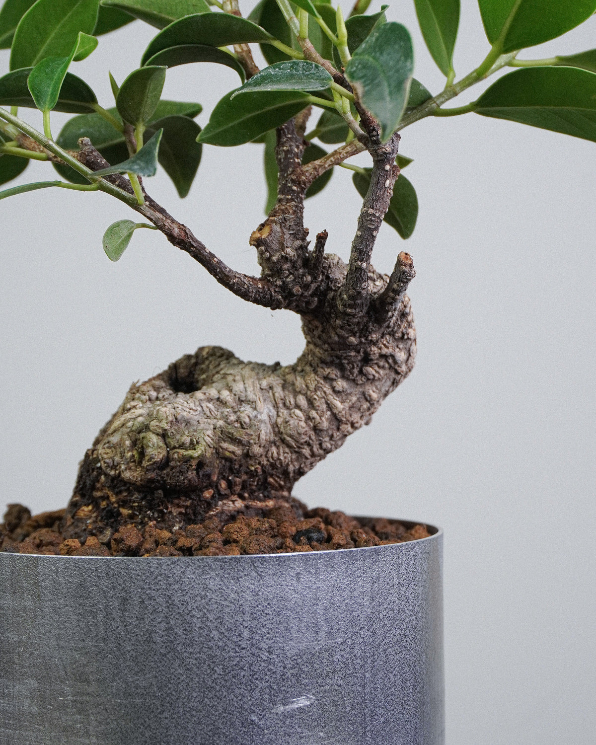 Ficus microcarpa ‘Tiger Bark’ 003