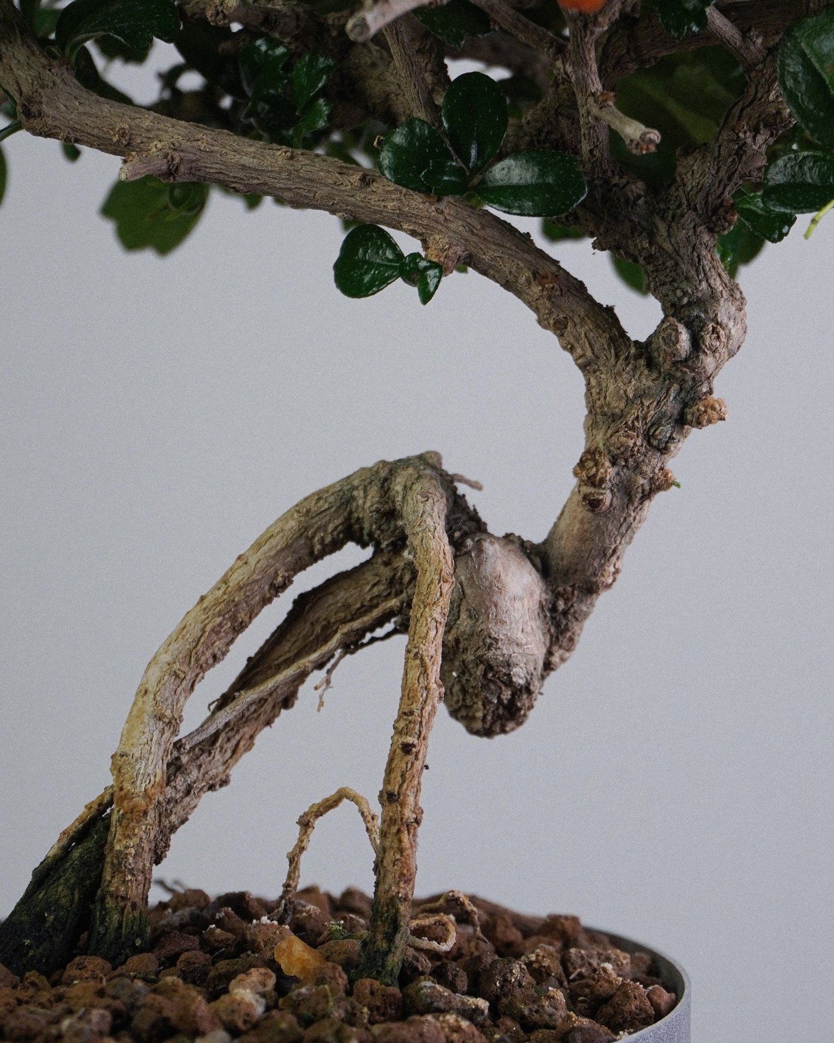 Fukien Tea - Bonso