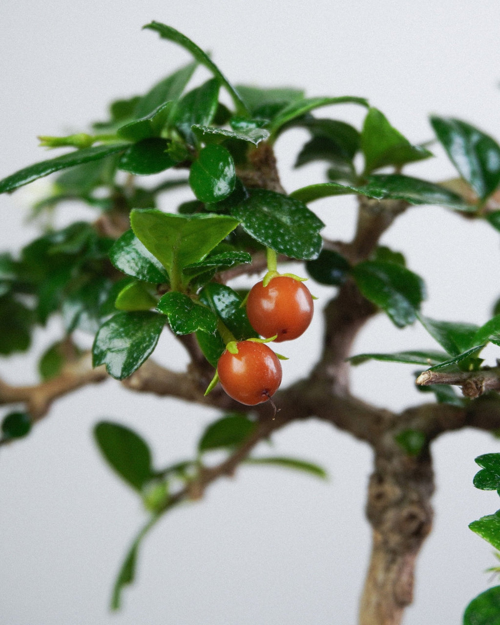 Fukien Tea - Bonso