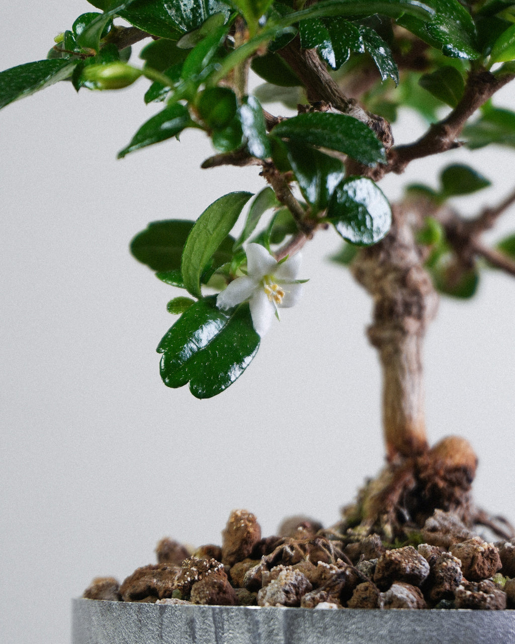 福建茶 Fukien Tea 白色小花開花狀態特寫 盆栽香港室內植物