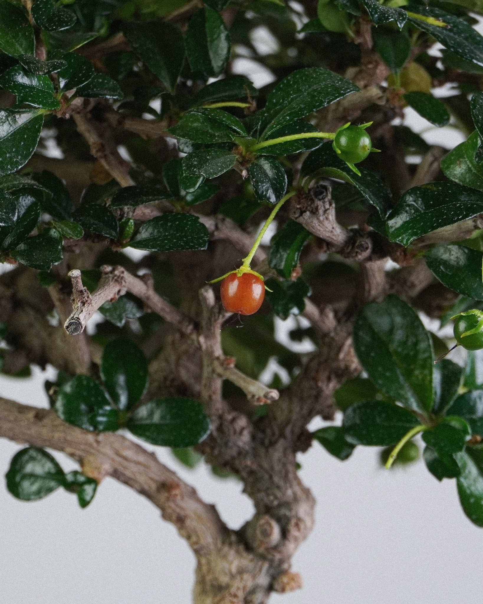 Fukien Tea - Bonso