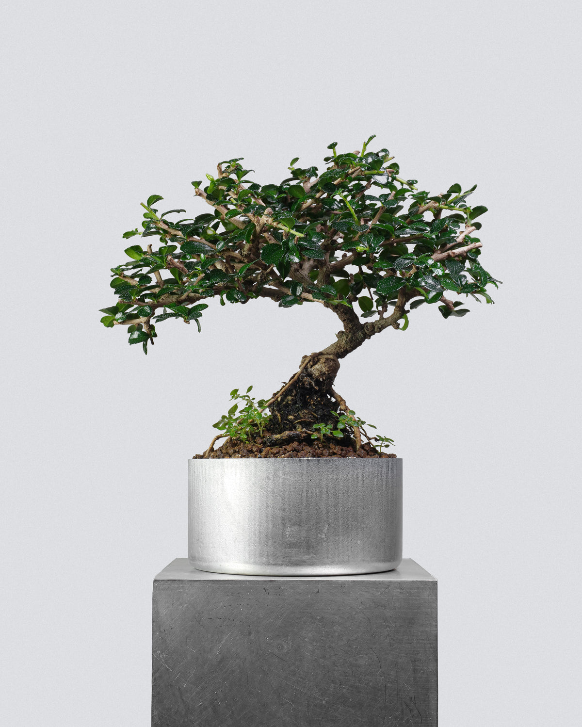 Fukien Tea 043