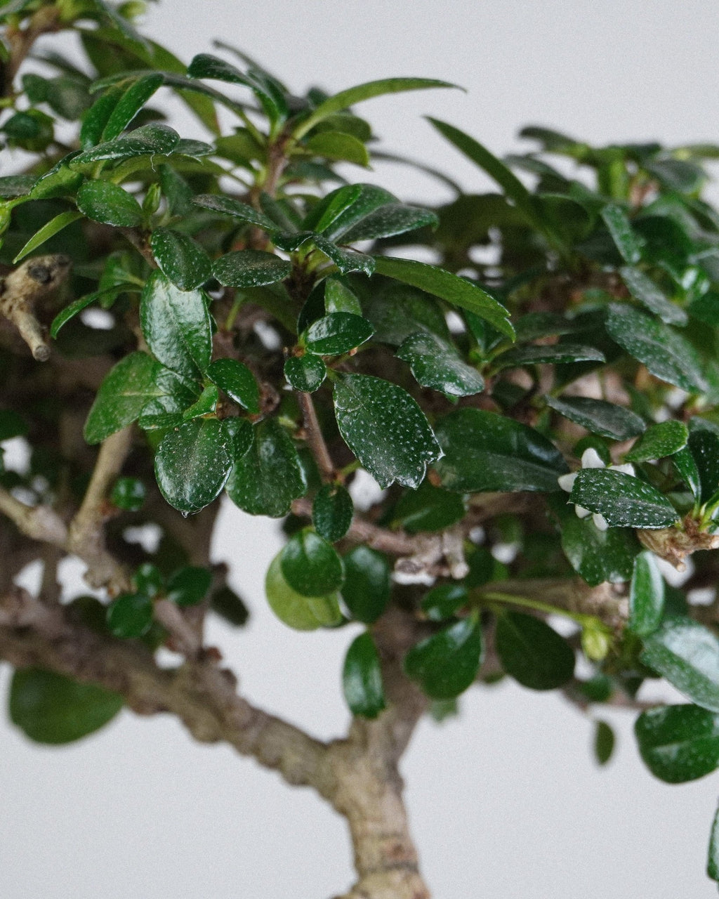 Fukien Tea - Bonso