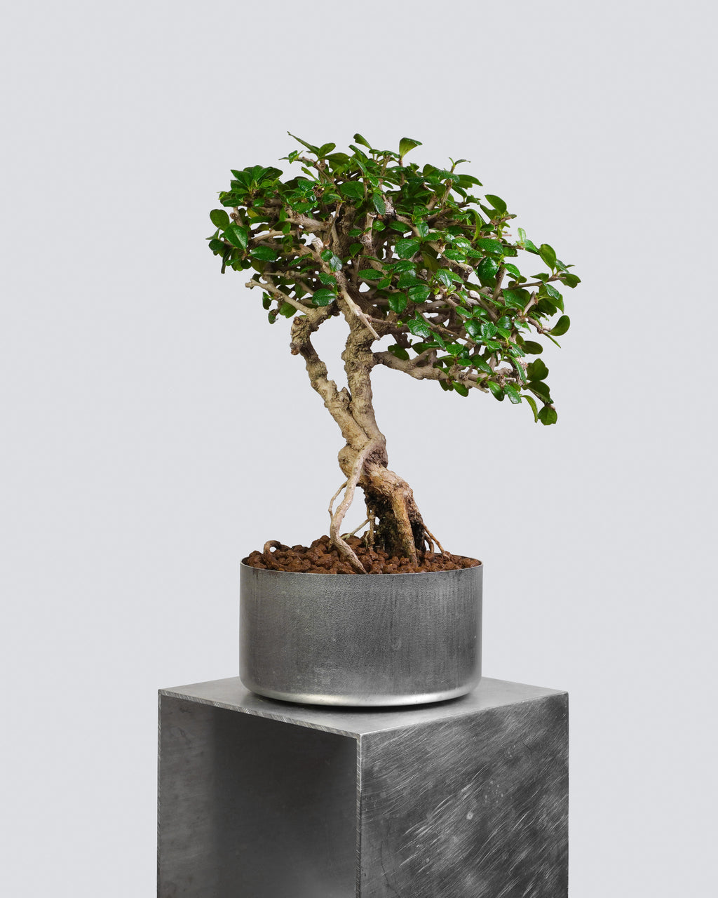 福建茶 Fukien Tea 蒼勁樹冠與細密葉片層次展示 盆景香港室內植物