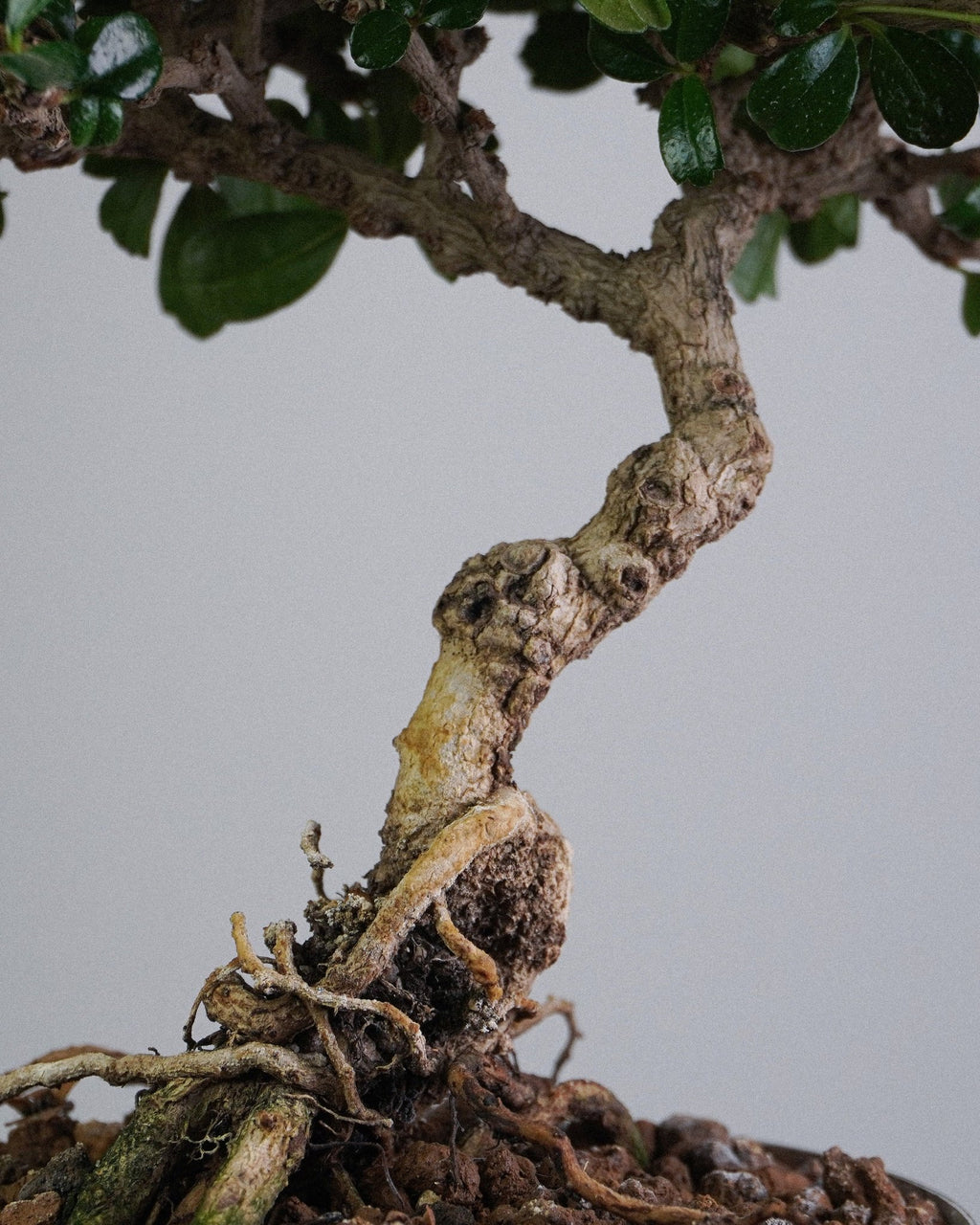Fukien Tea - Bonso