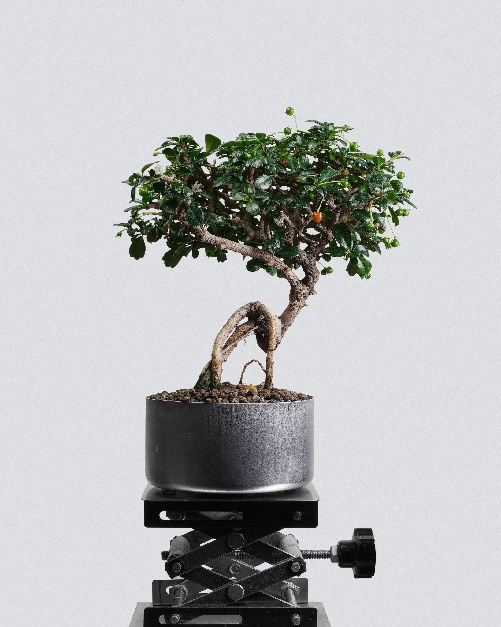 Fukien Tea - Bonso