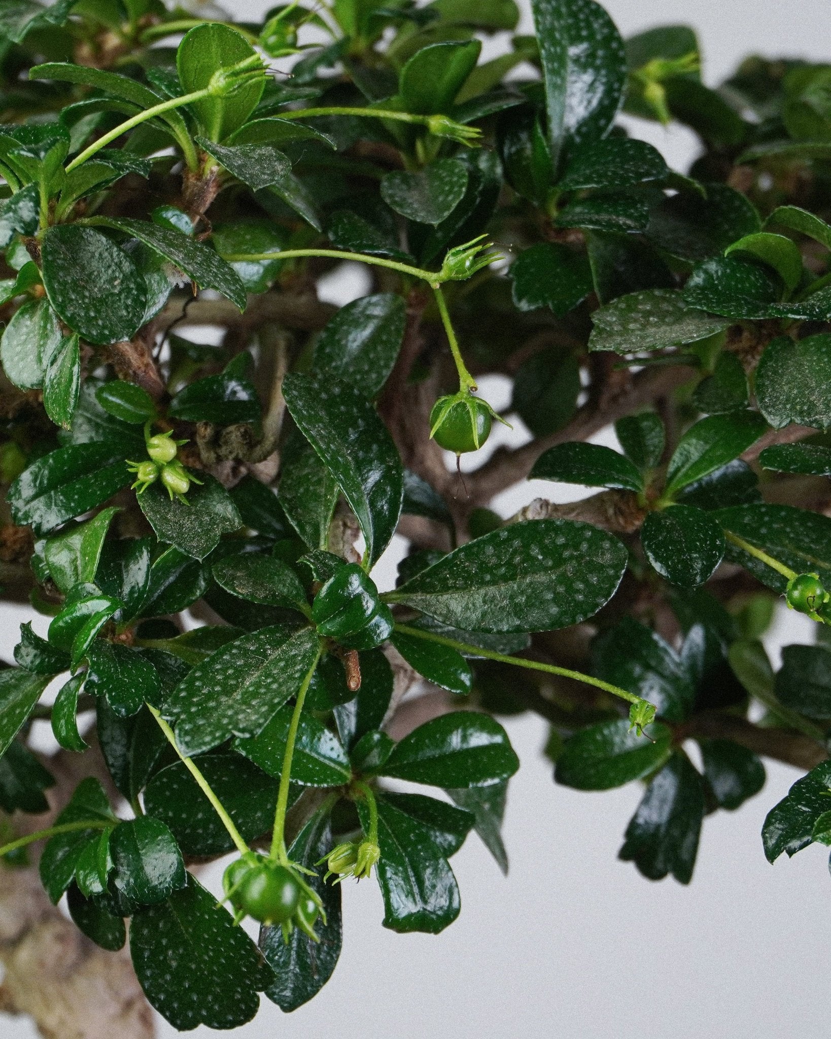 Fukien Tea - Bonso
