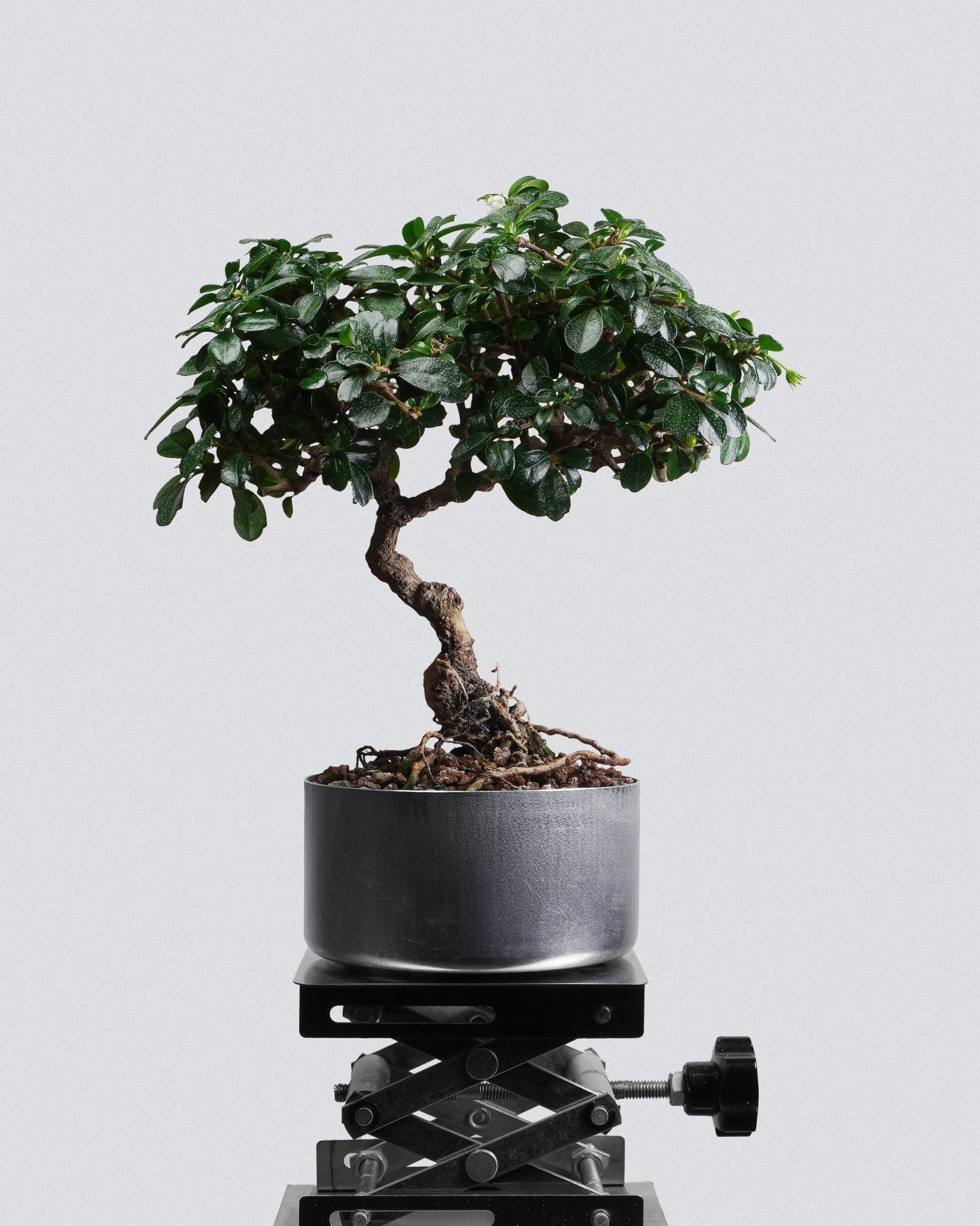 Fukien Tea - Bonso