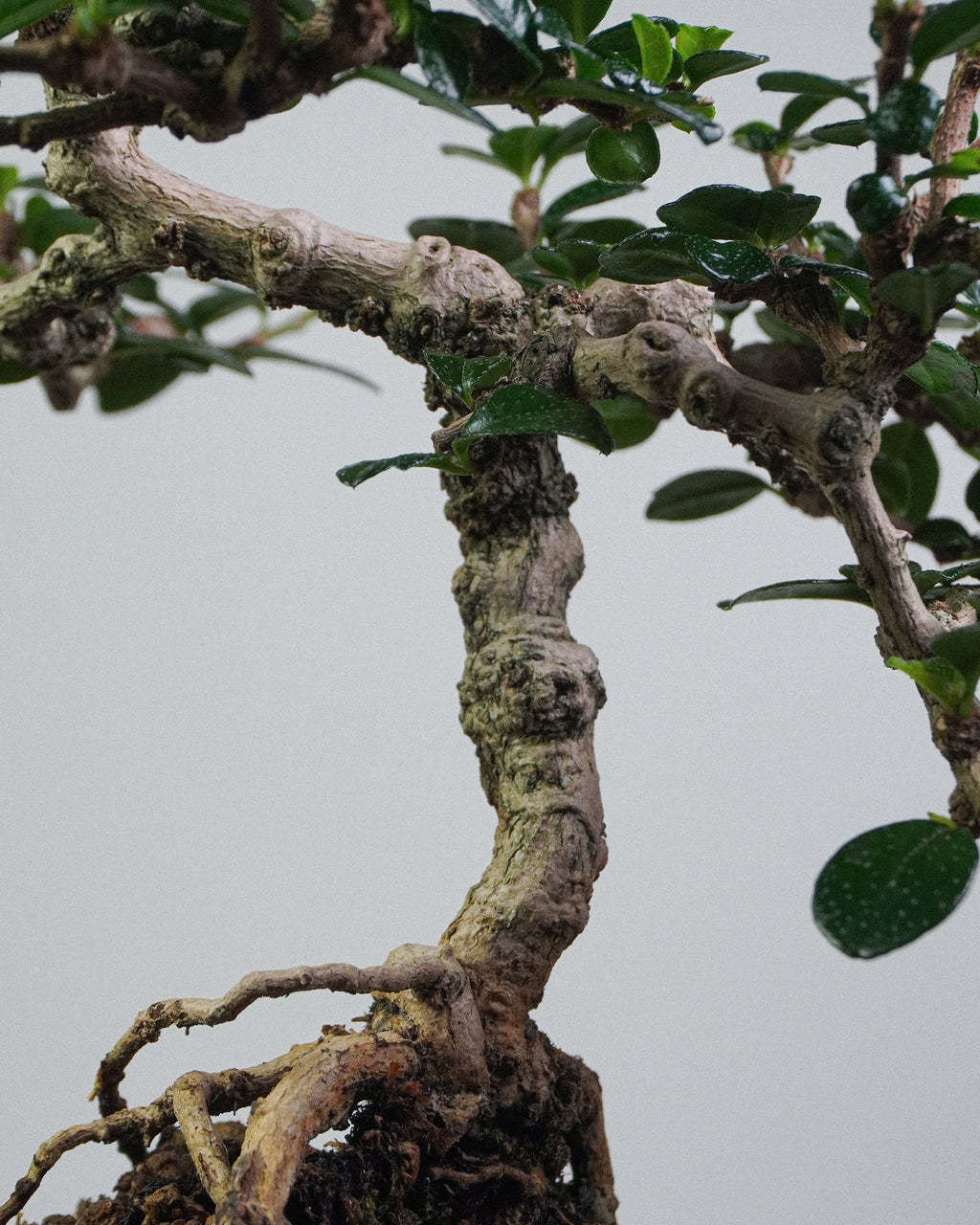 Fukien Tea 042