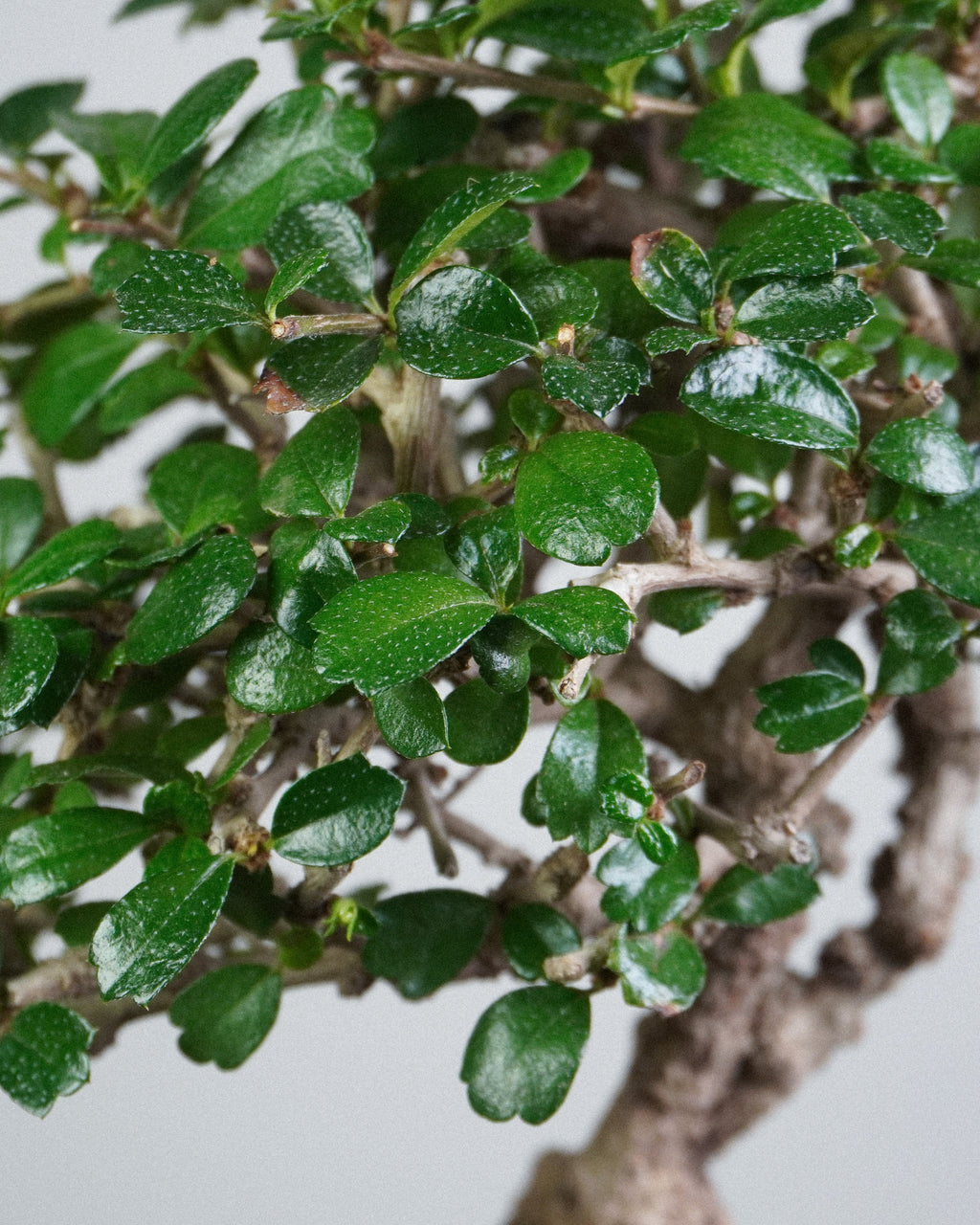福建茶 Fukien Tea 翠綠亮澤葉片頂部特寫 盆栽香港室內植物
